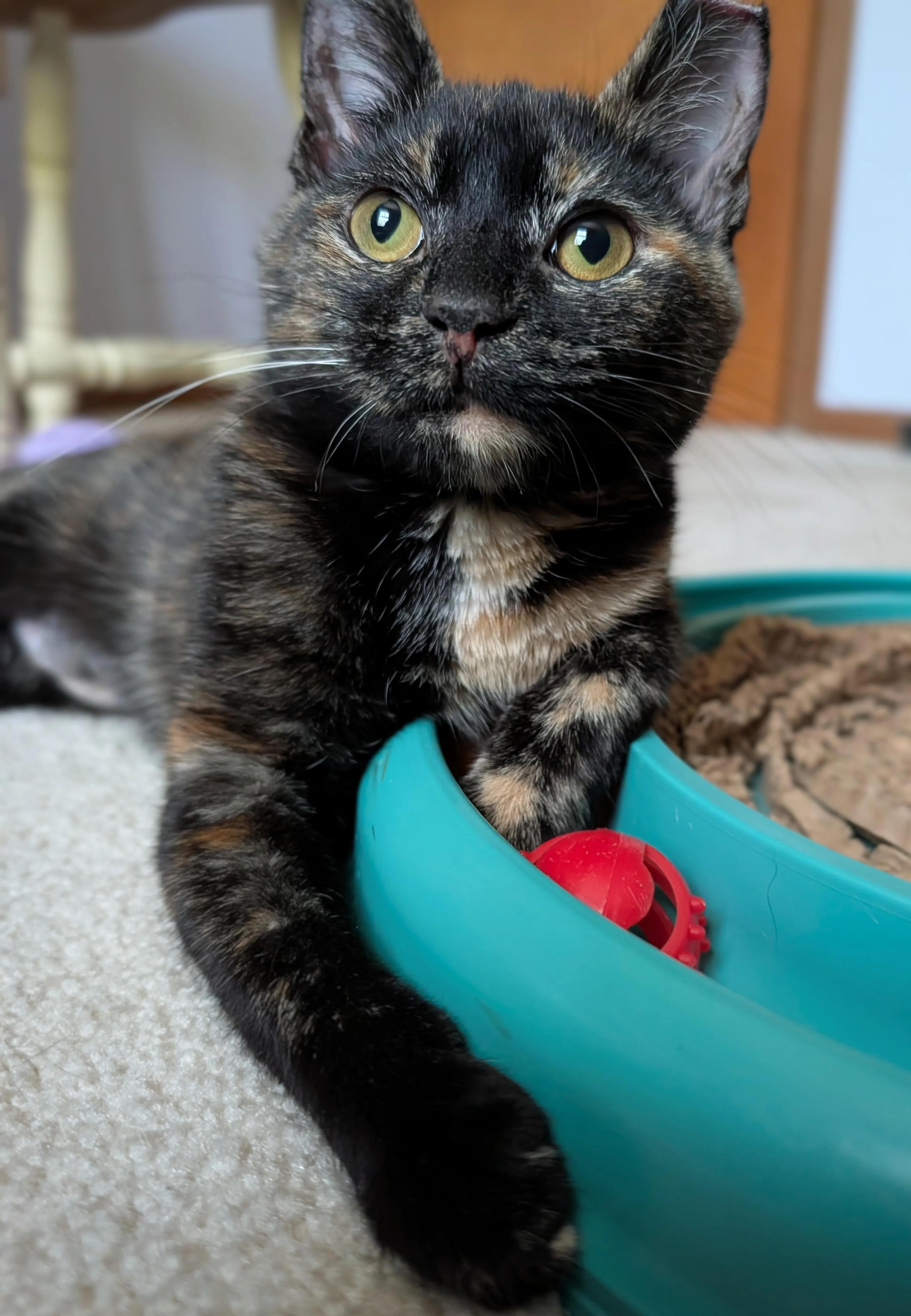 Found pet-3