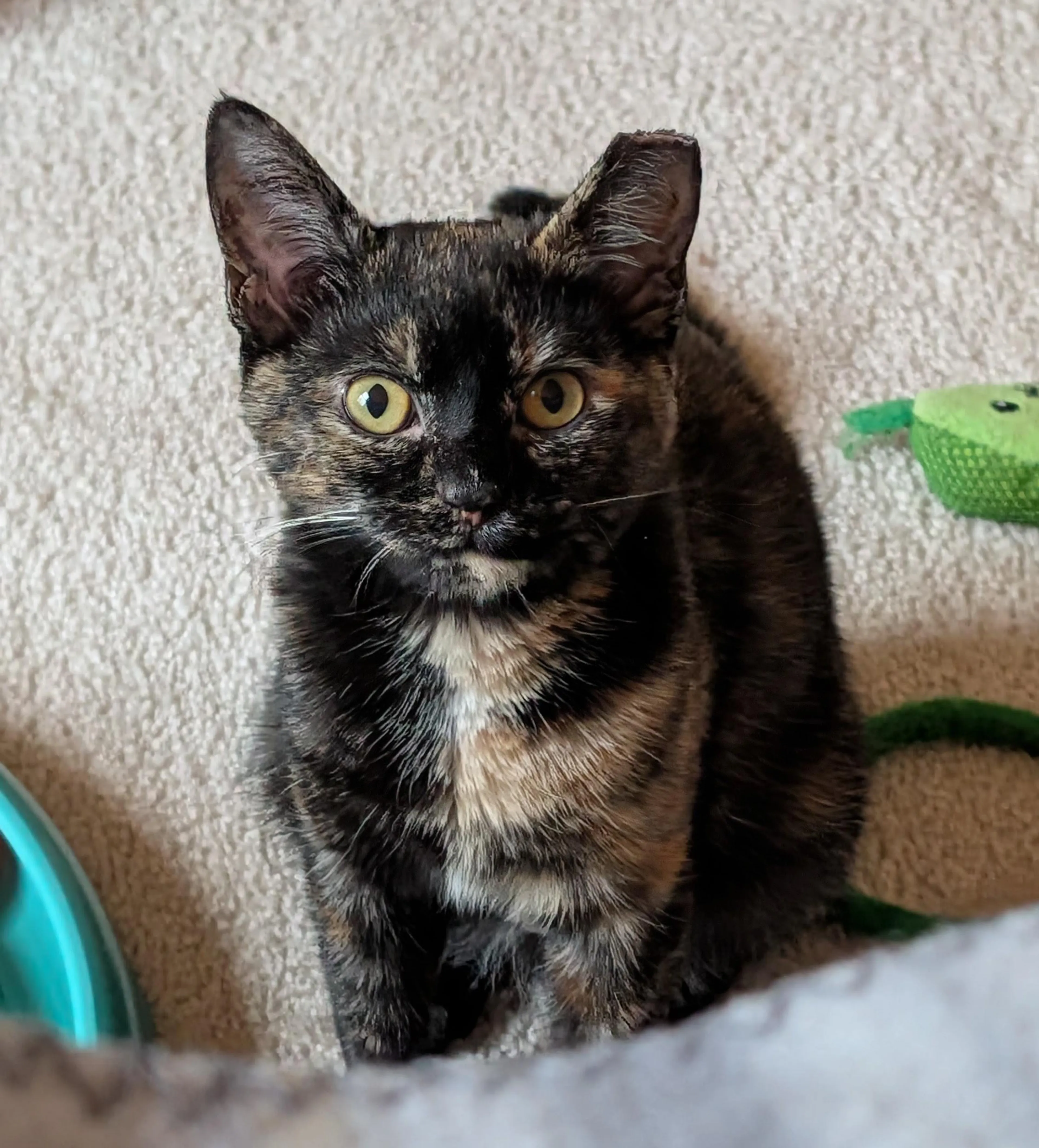 Found pet-0