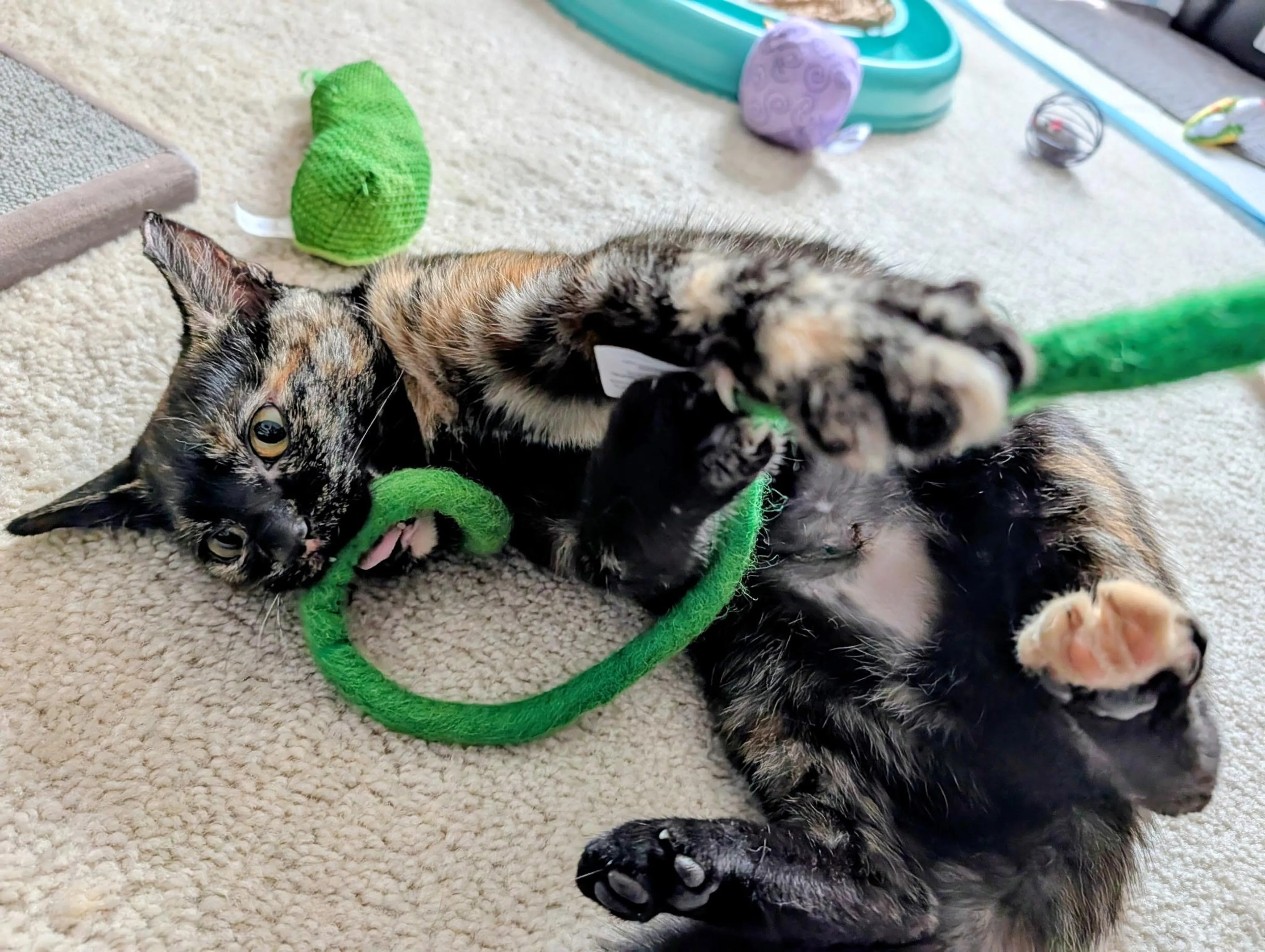 Found pet-5