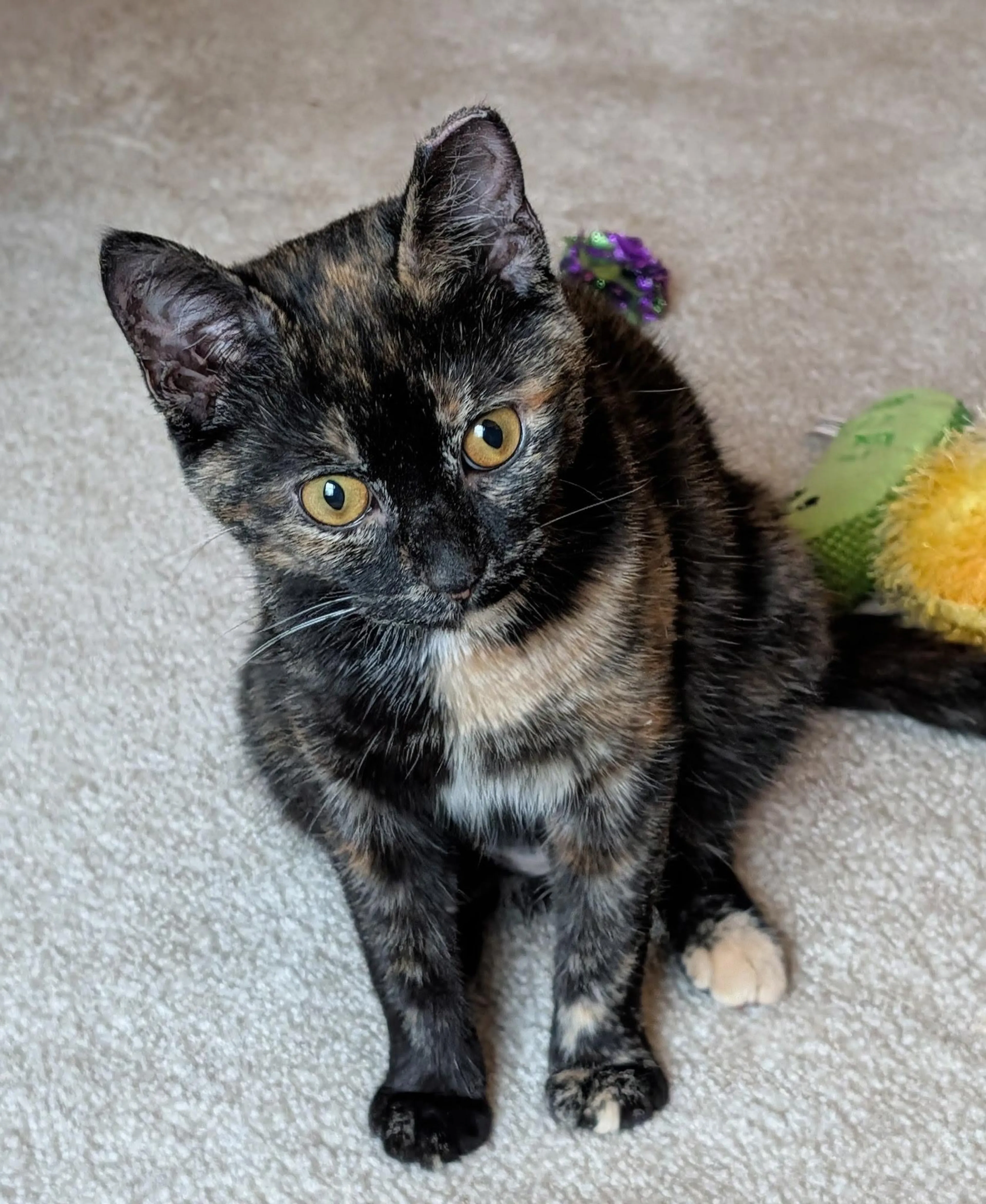 Found pet-4