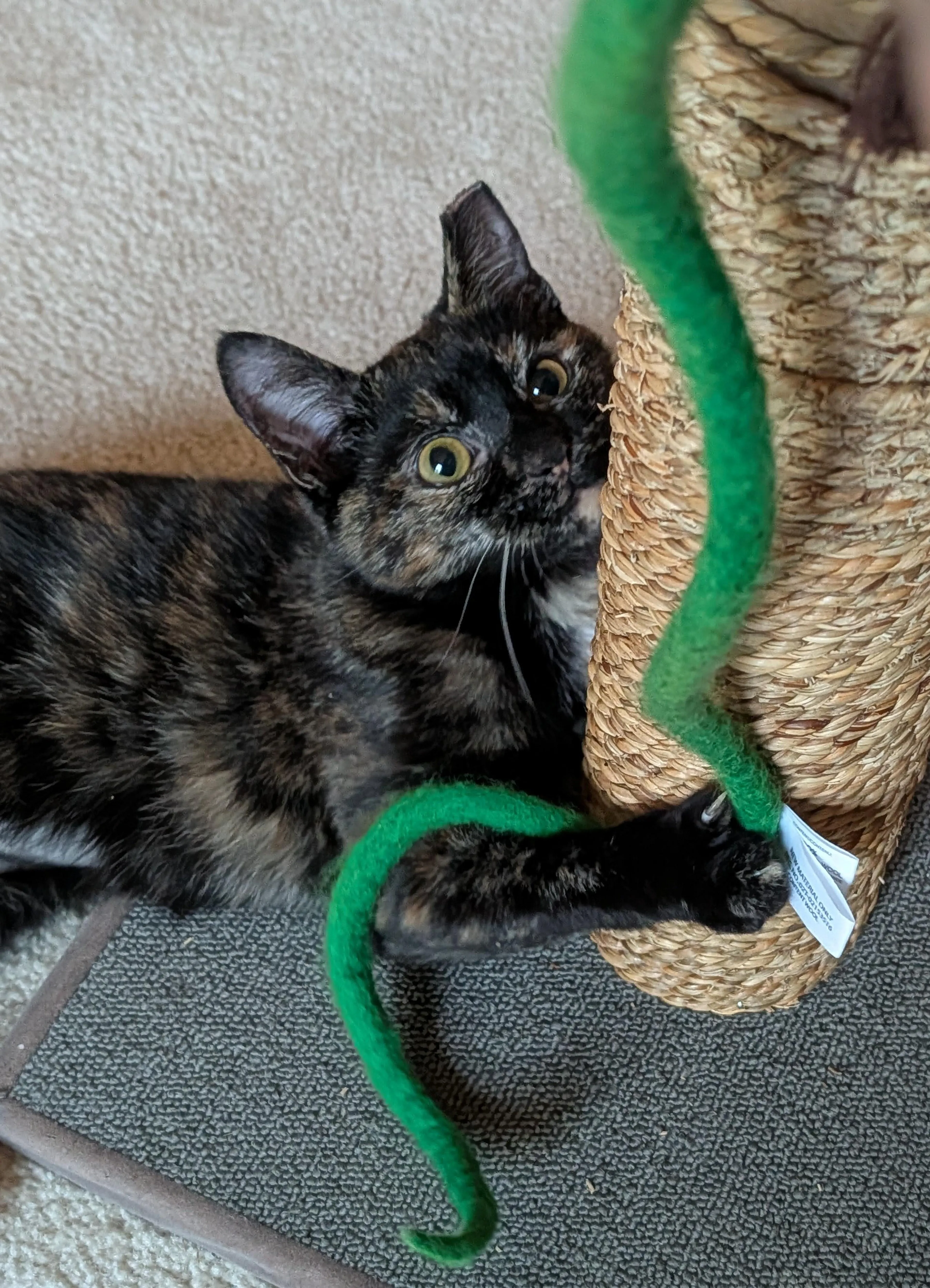 Found pet-1