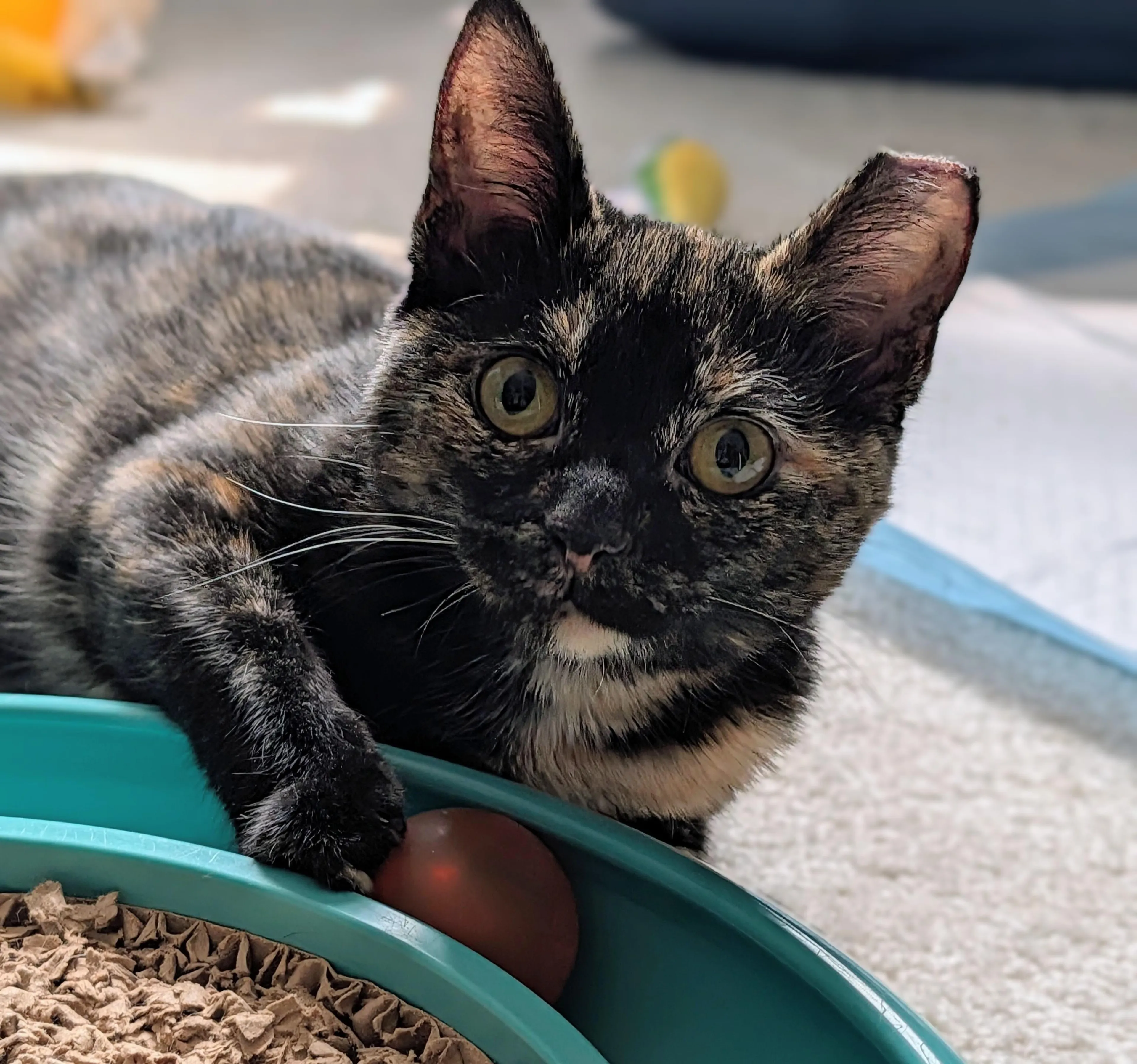 Found pet-2