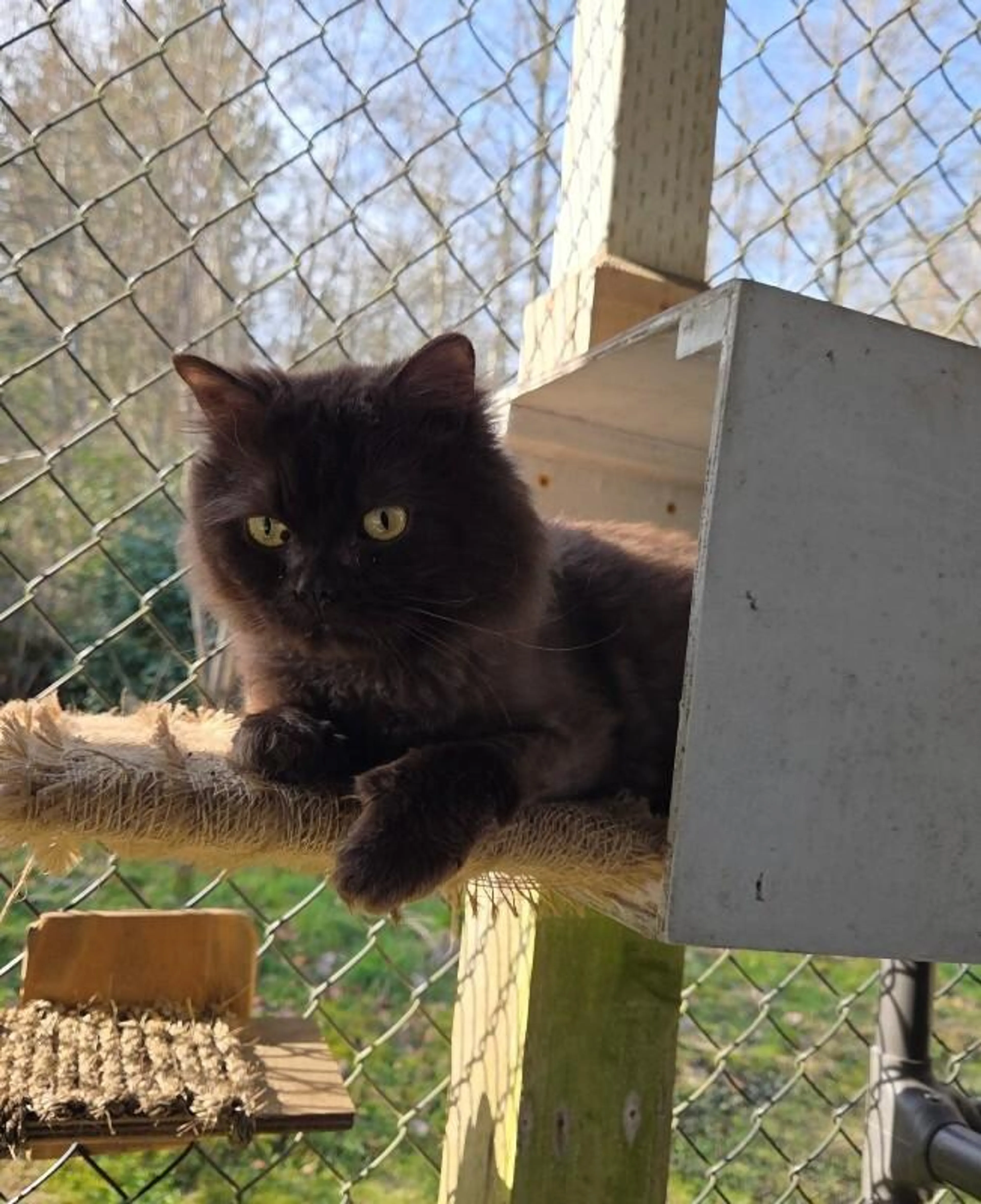 Found pet-4