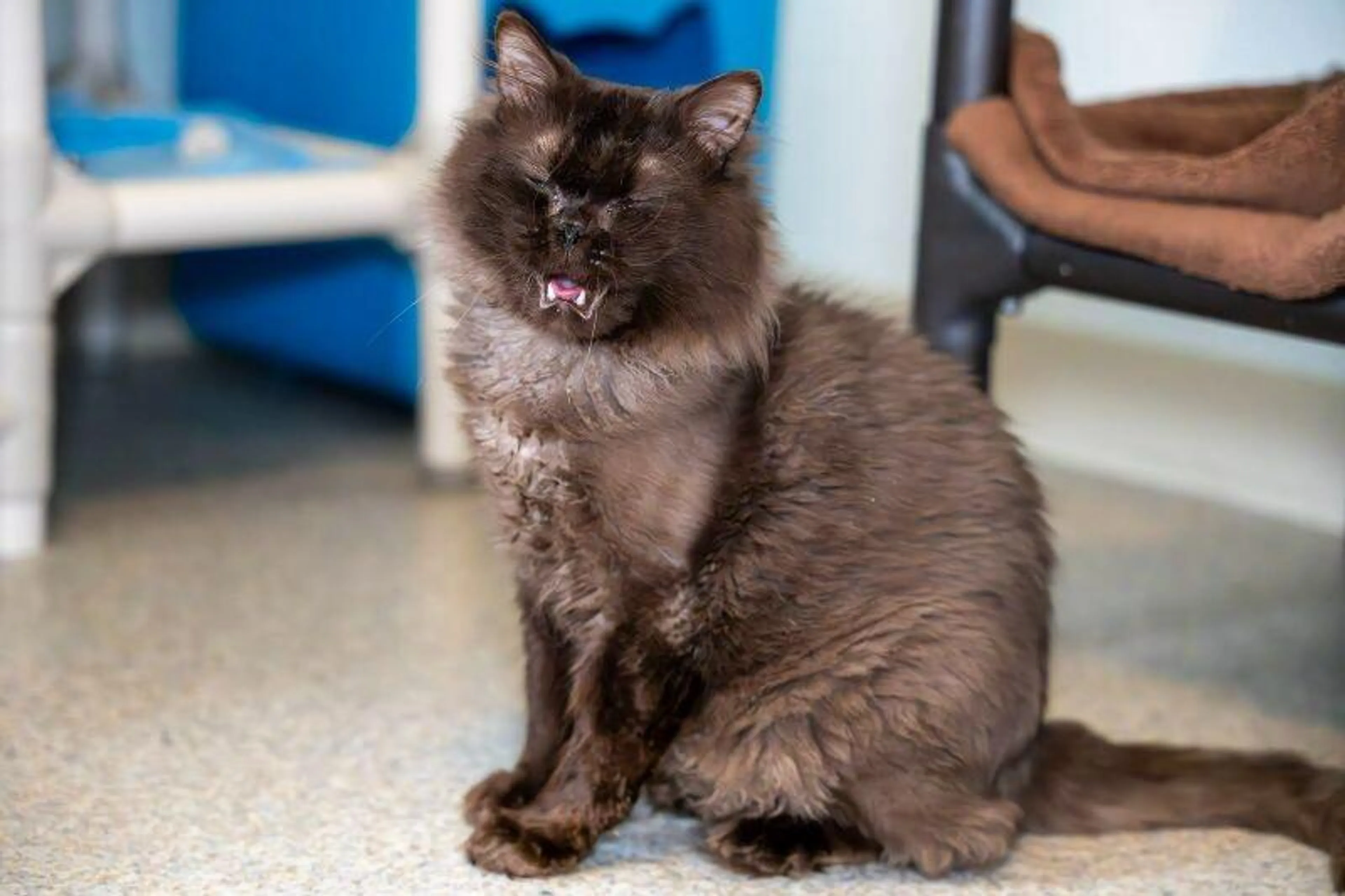 Found pet-1