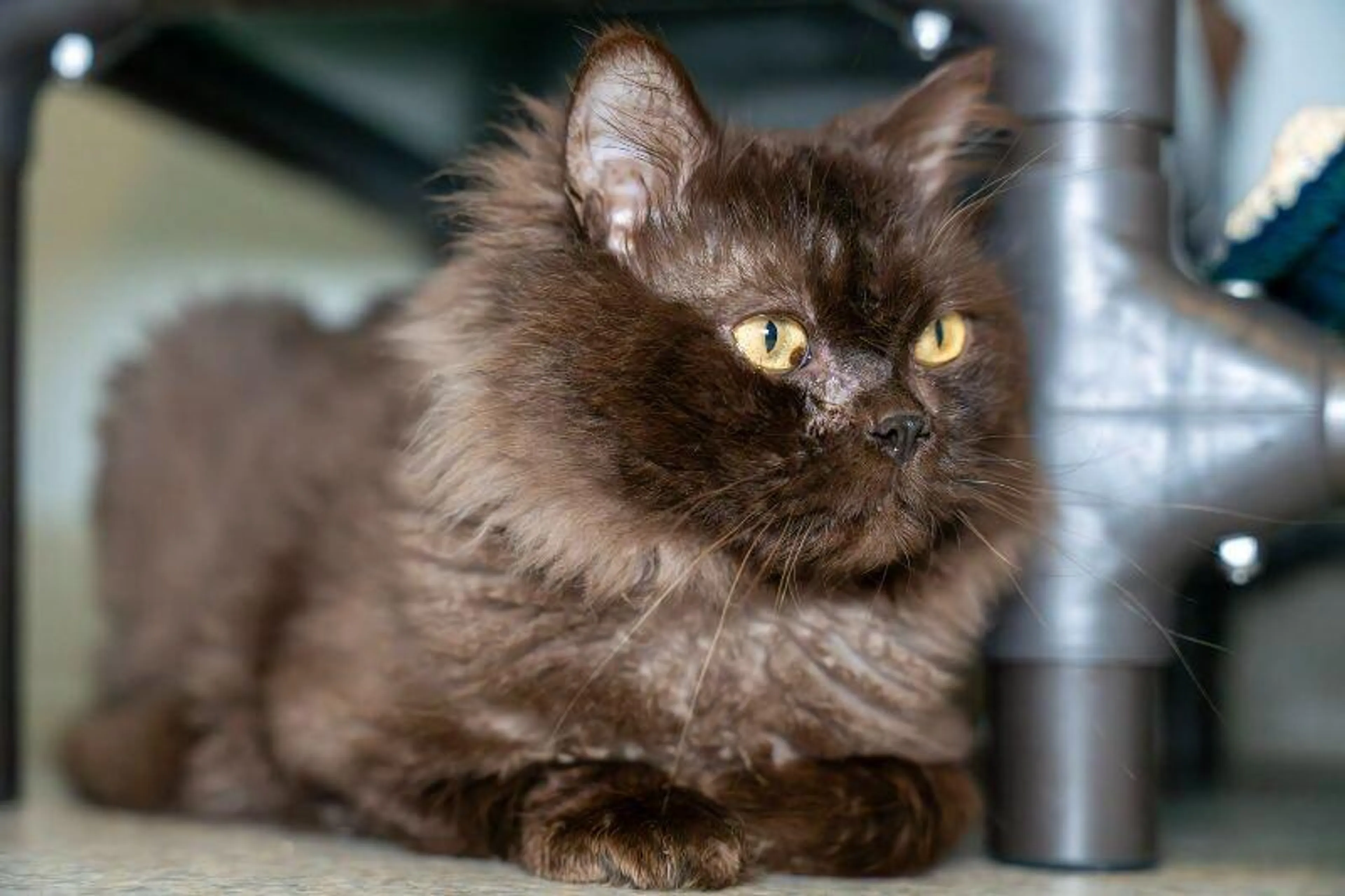 Found pet-2