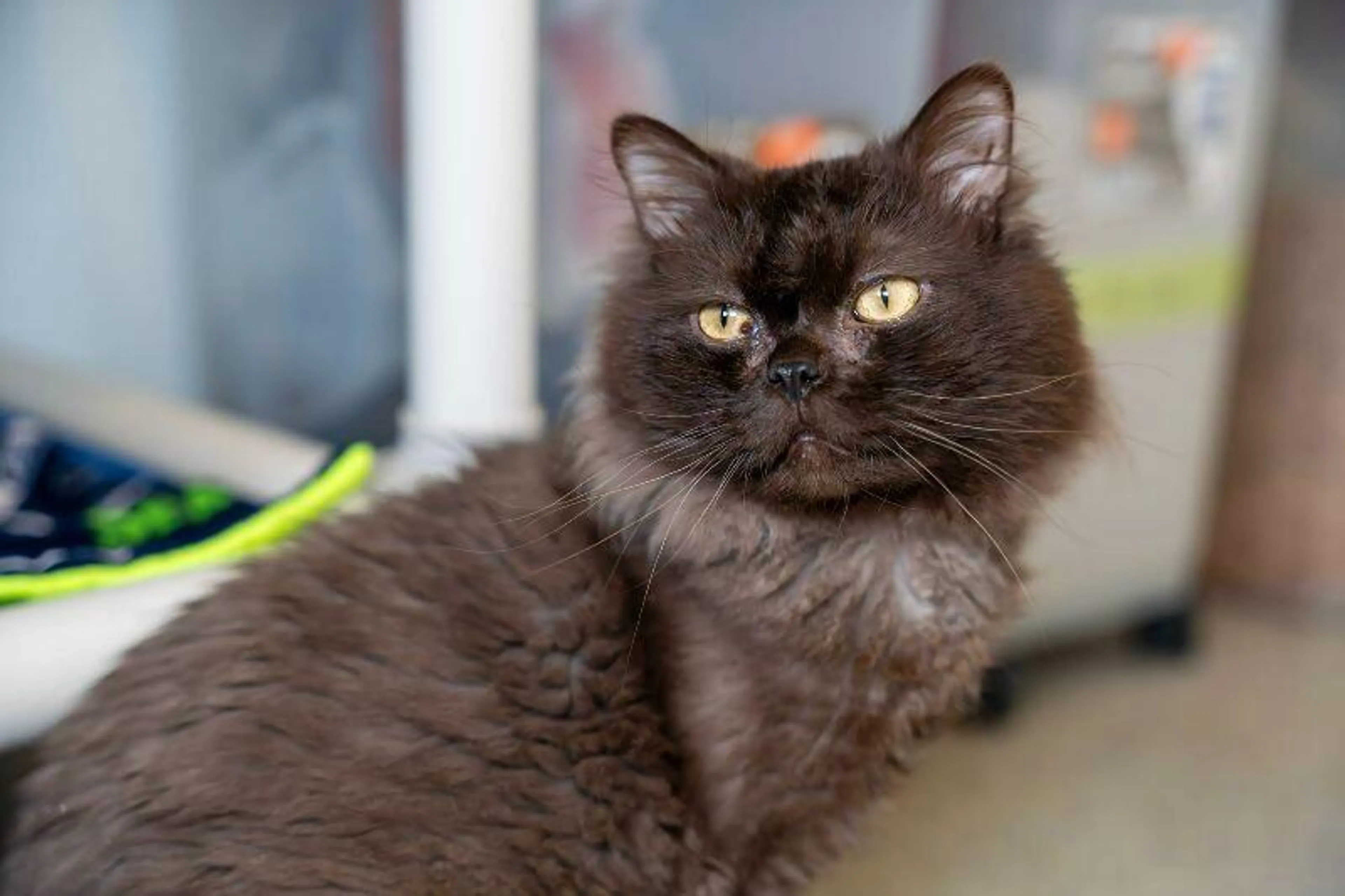 Found pet-3