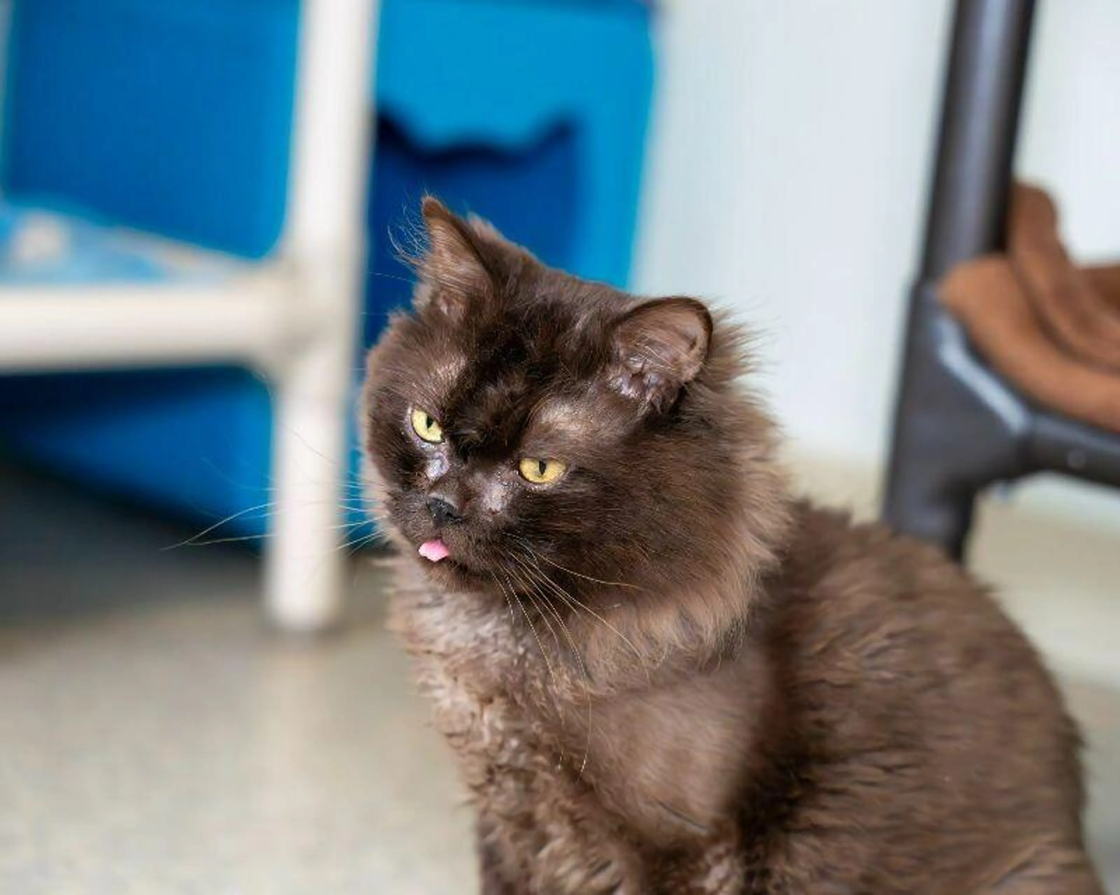 Found pet-0