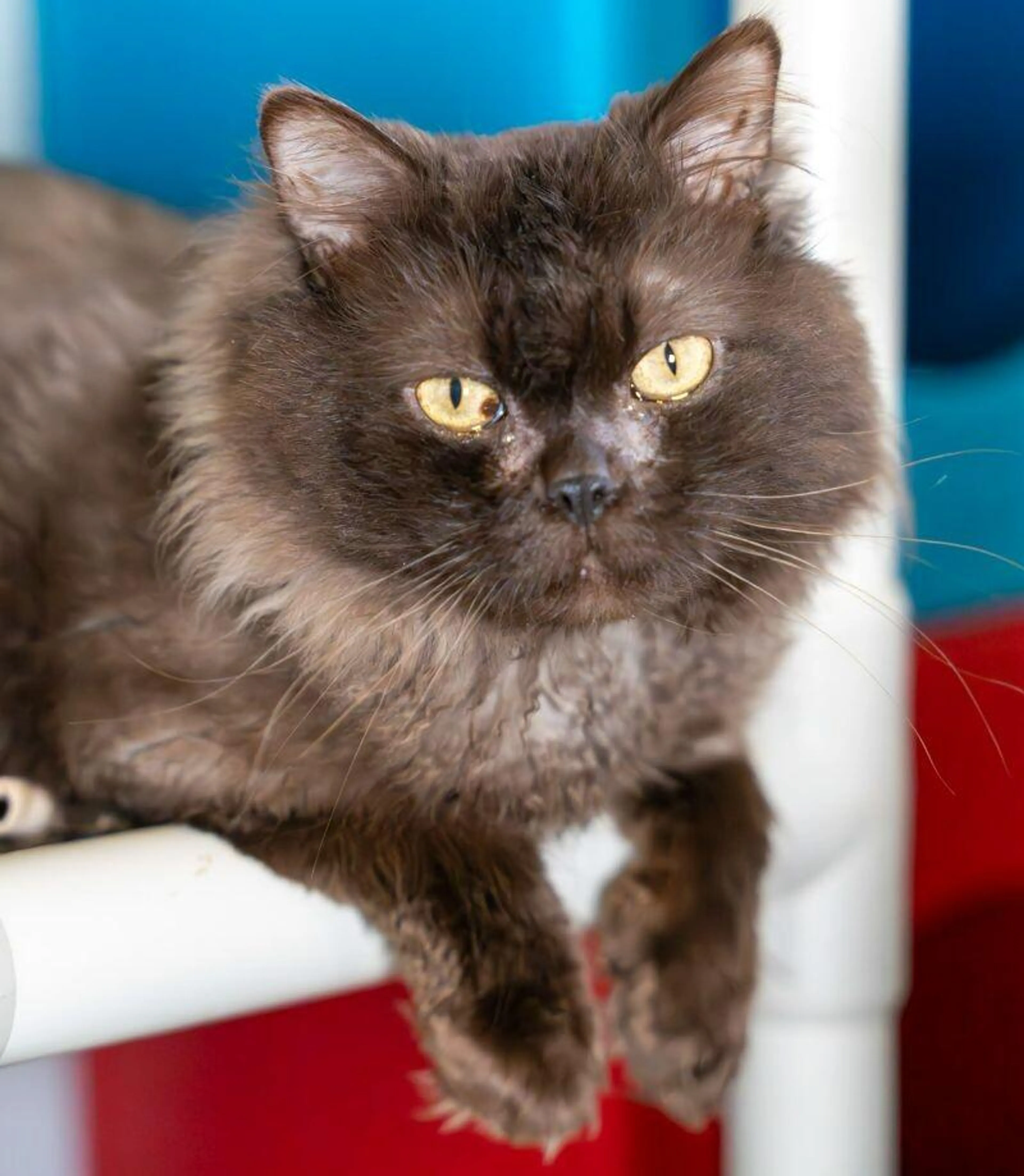 Found pet-5