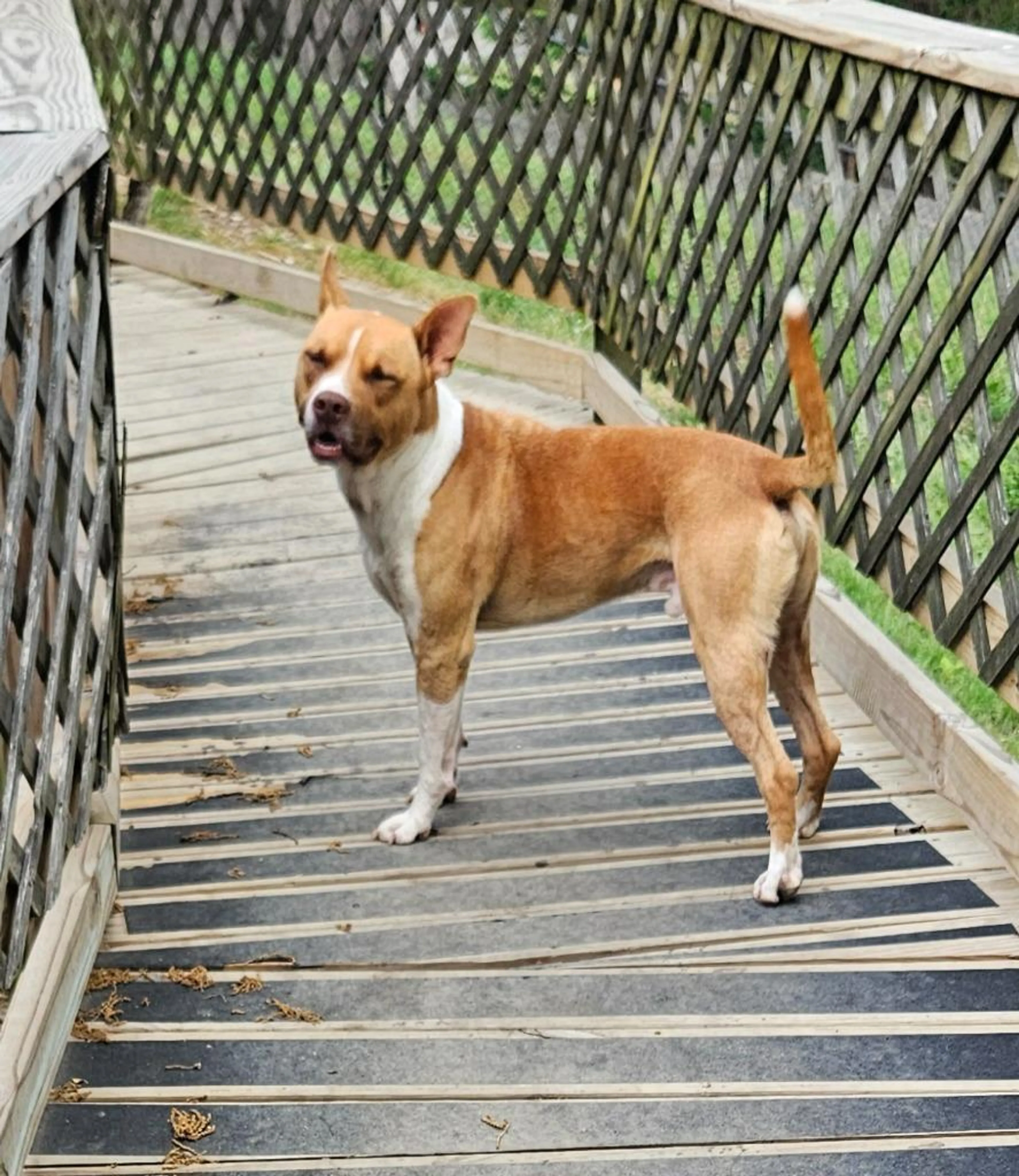 Found pet-3