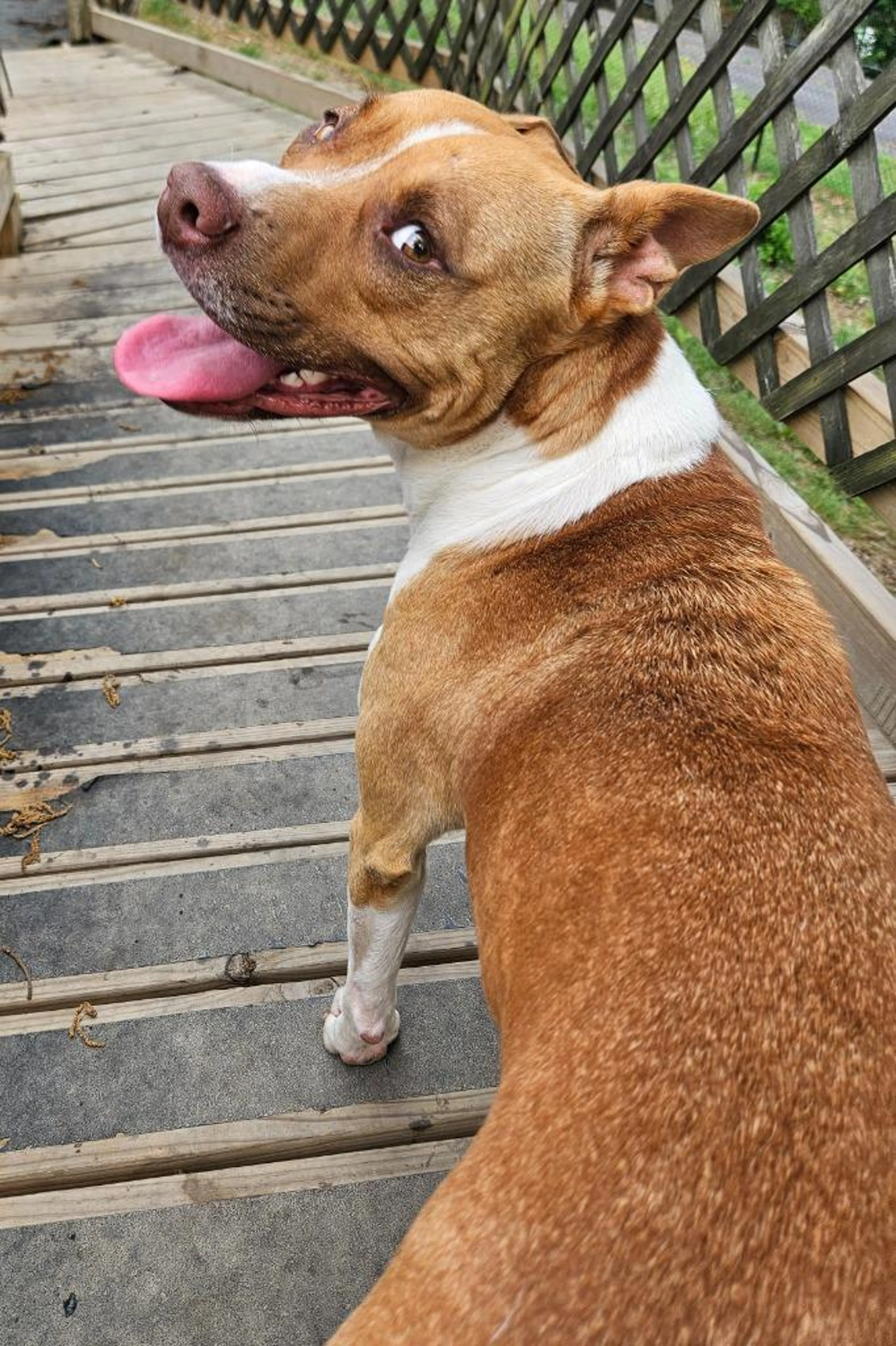 Found pet-1