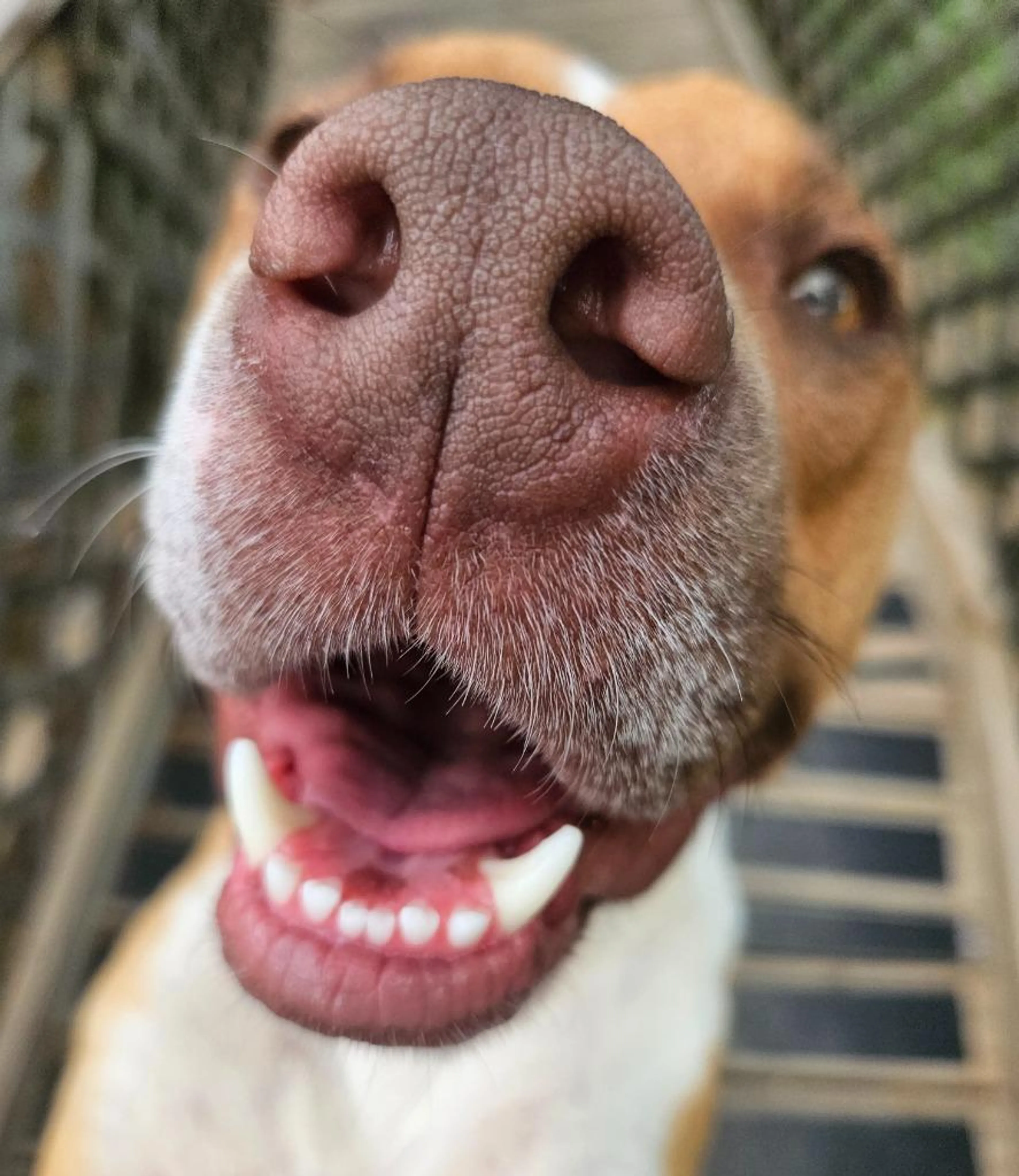 Found pet-4