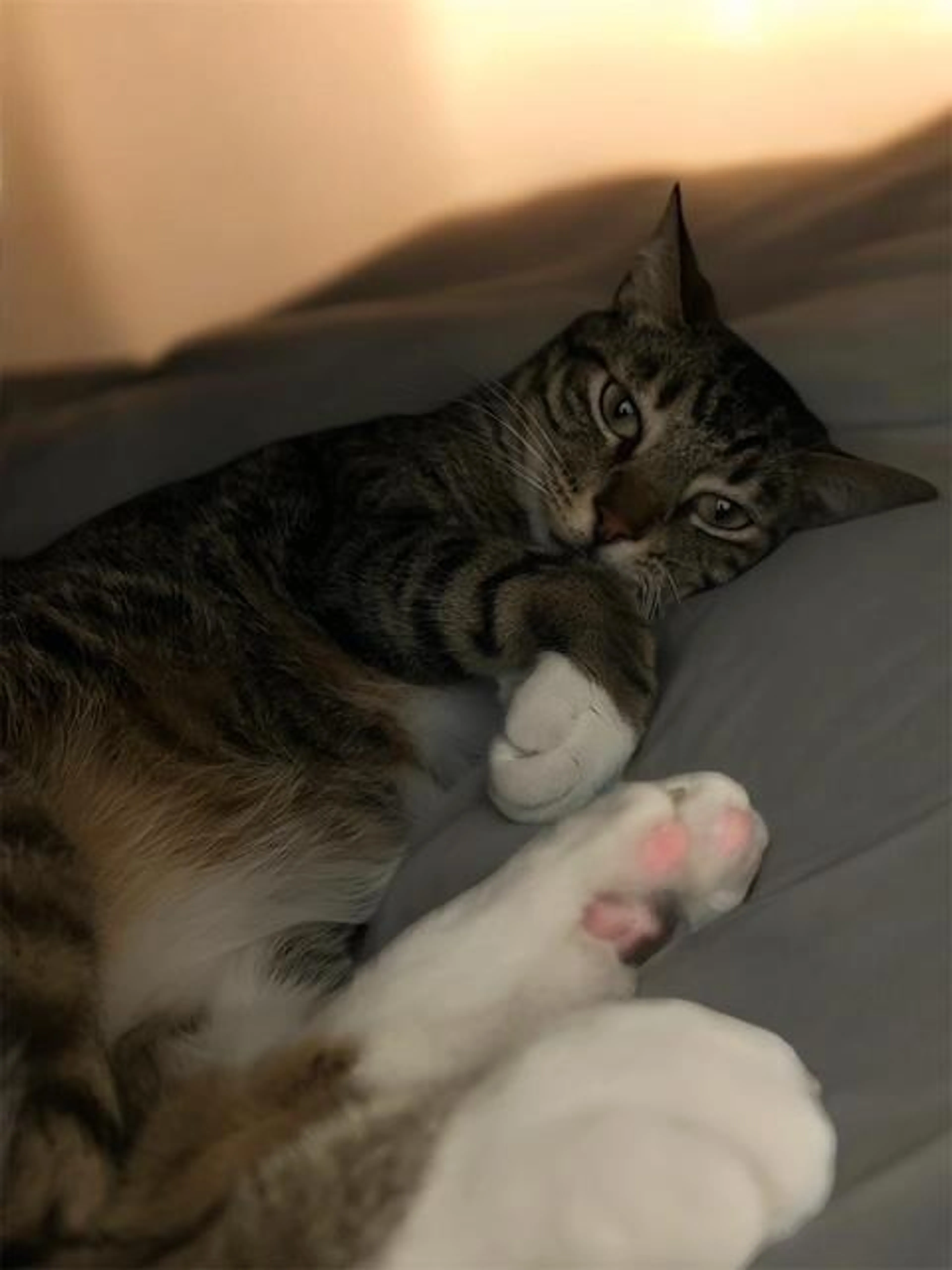 Found pet-2