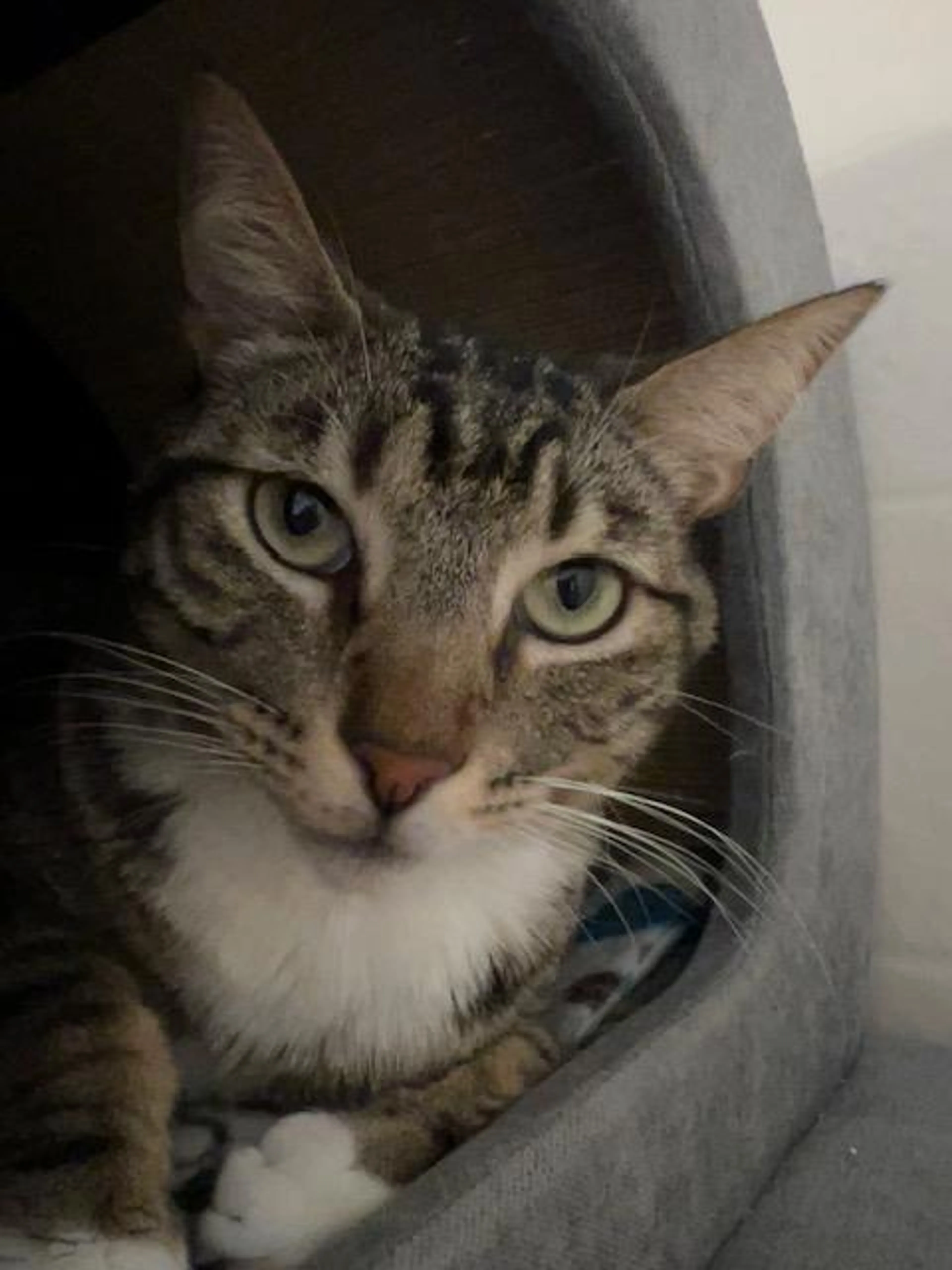 Found pet-1