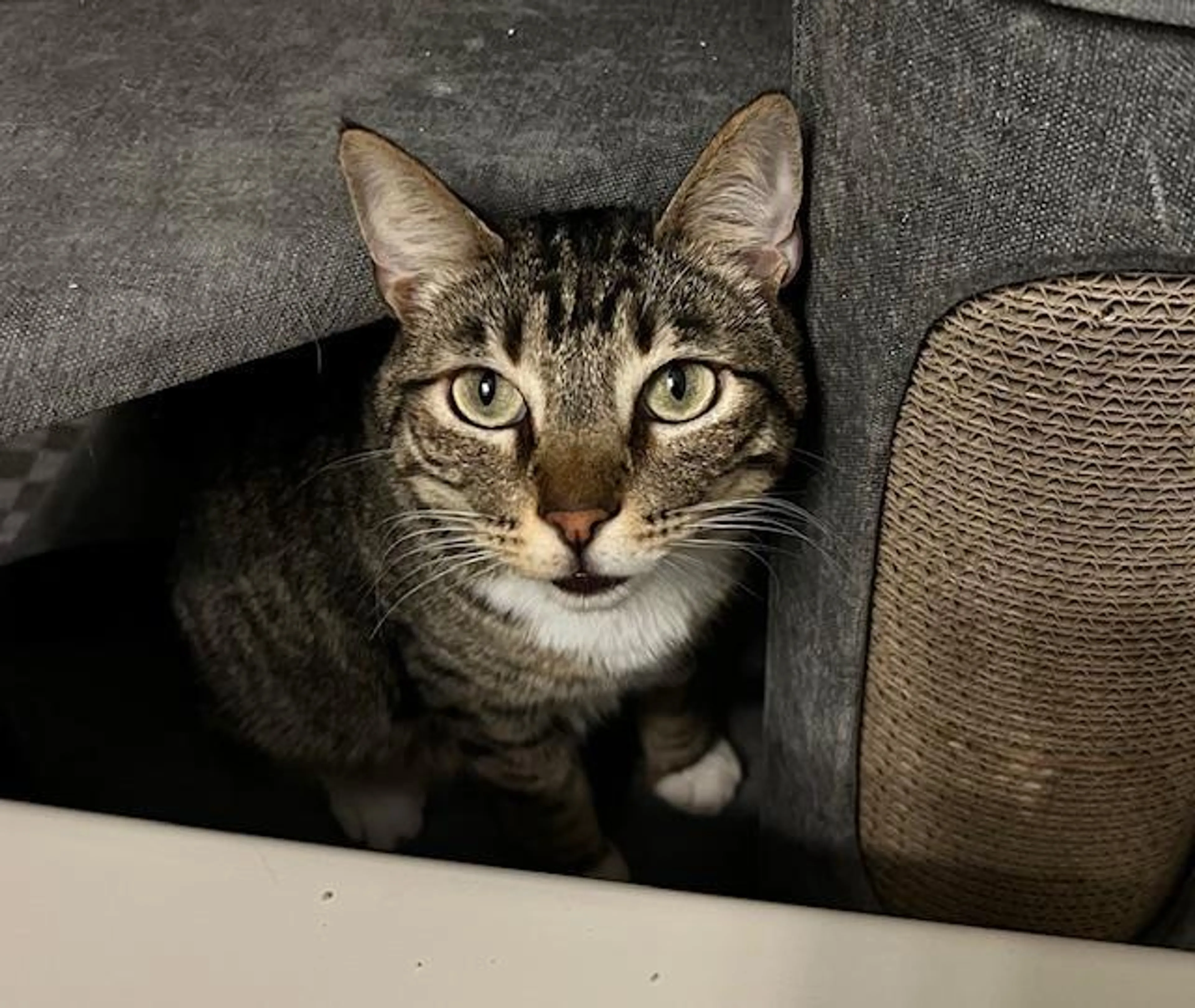 Found pet-0