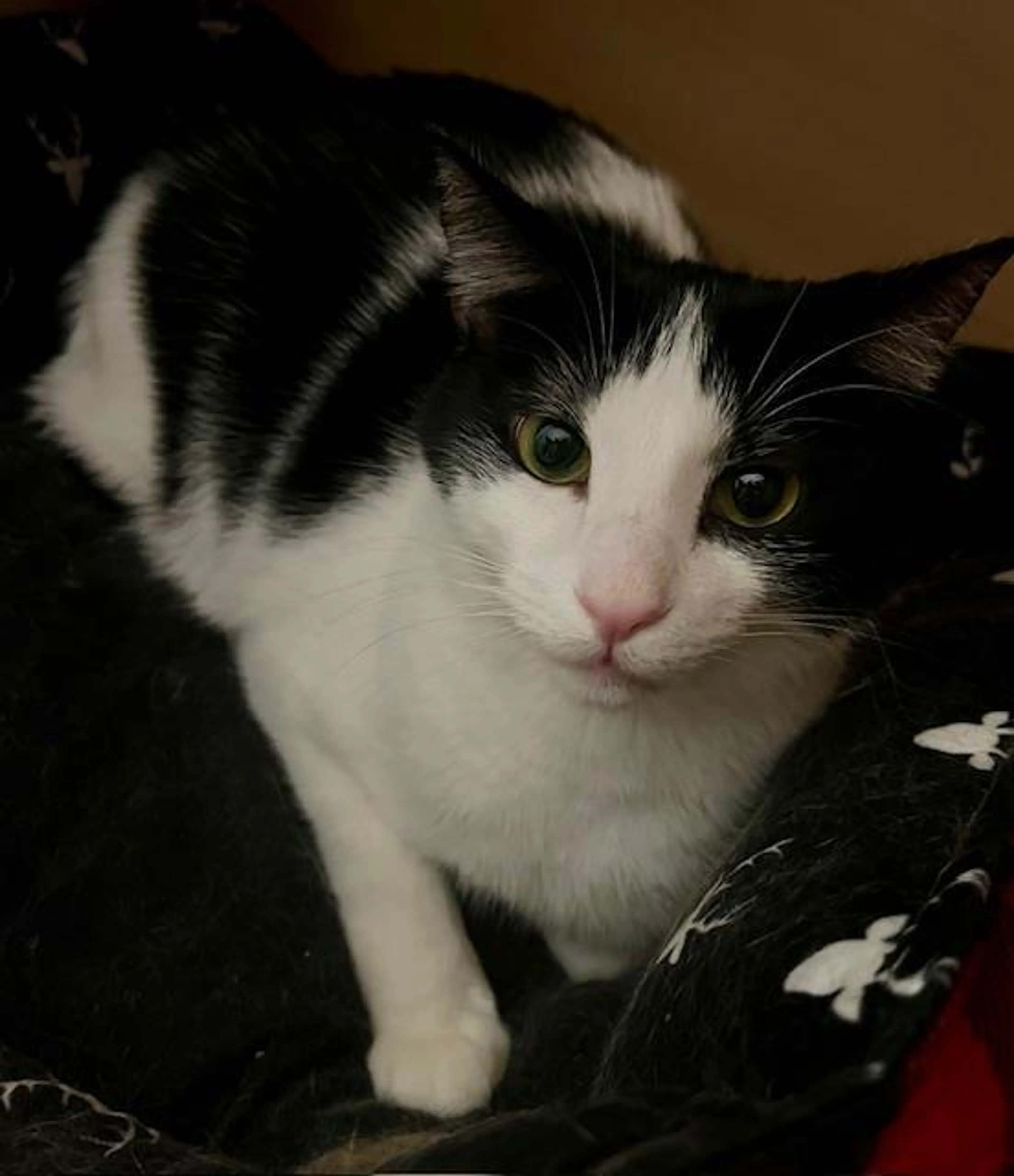 Found pet-2