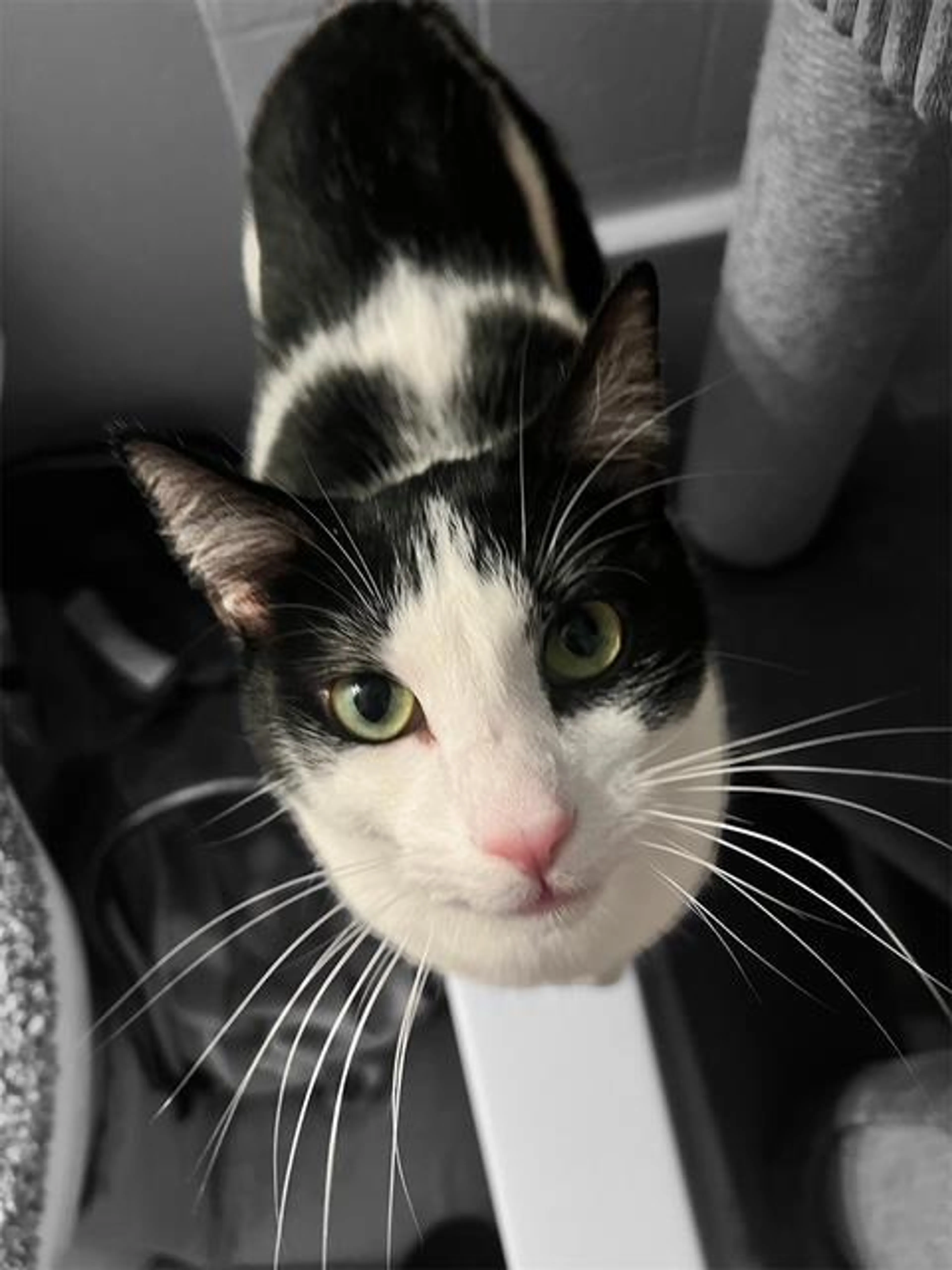 Found pet-0
