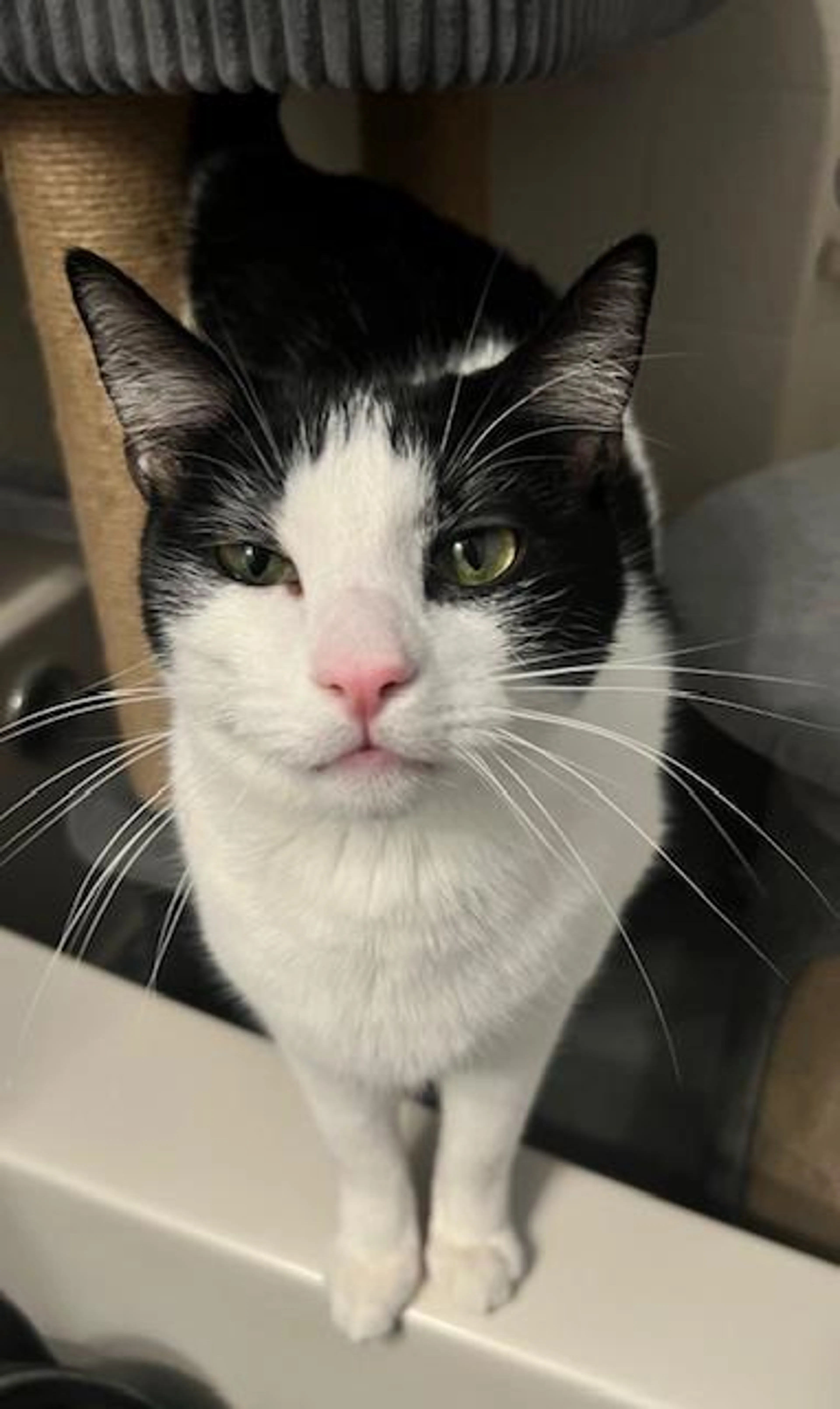 Found pet-1