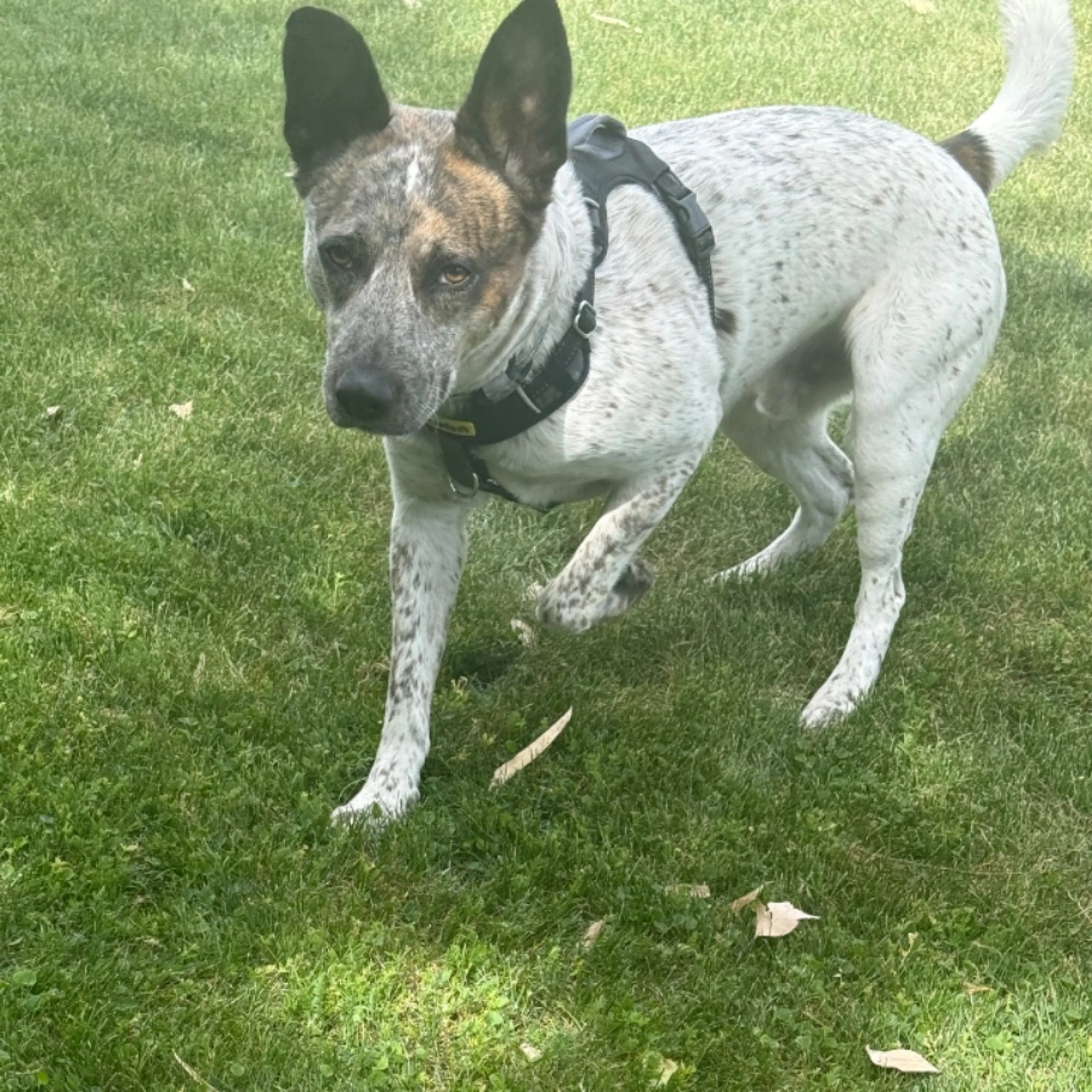 Lost pet