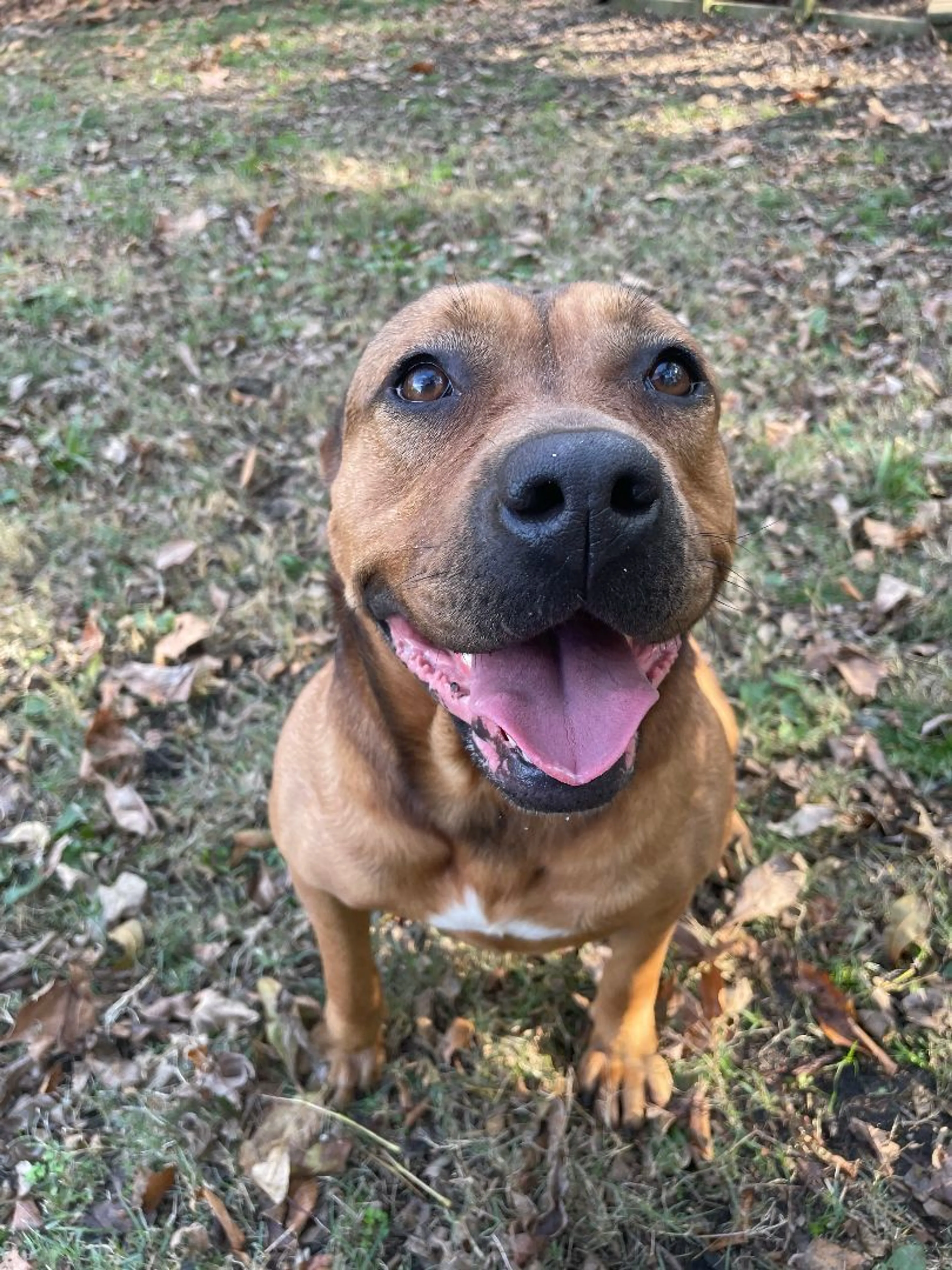 Found pet-4