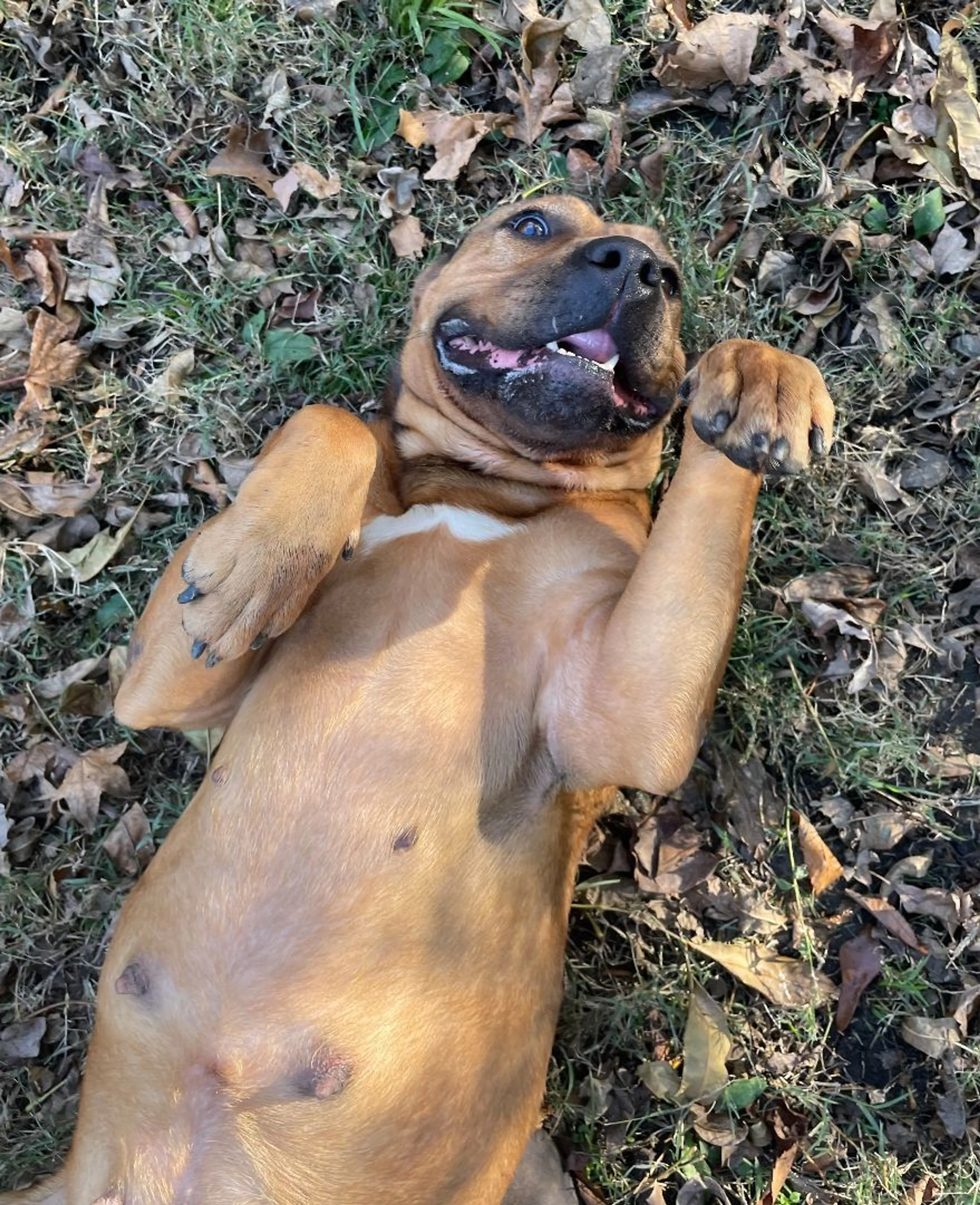 Found pet-0