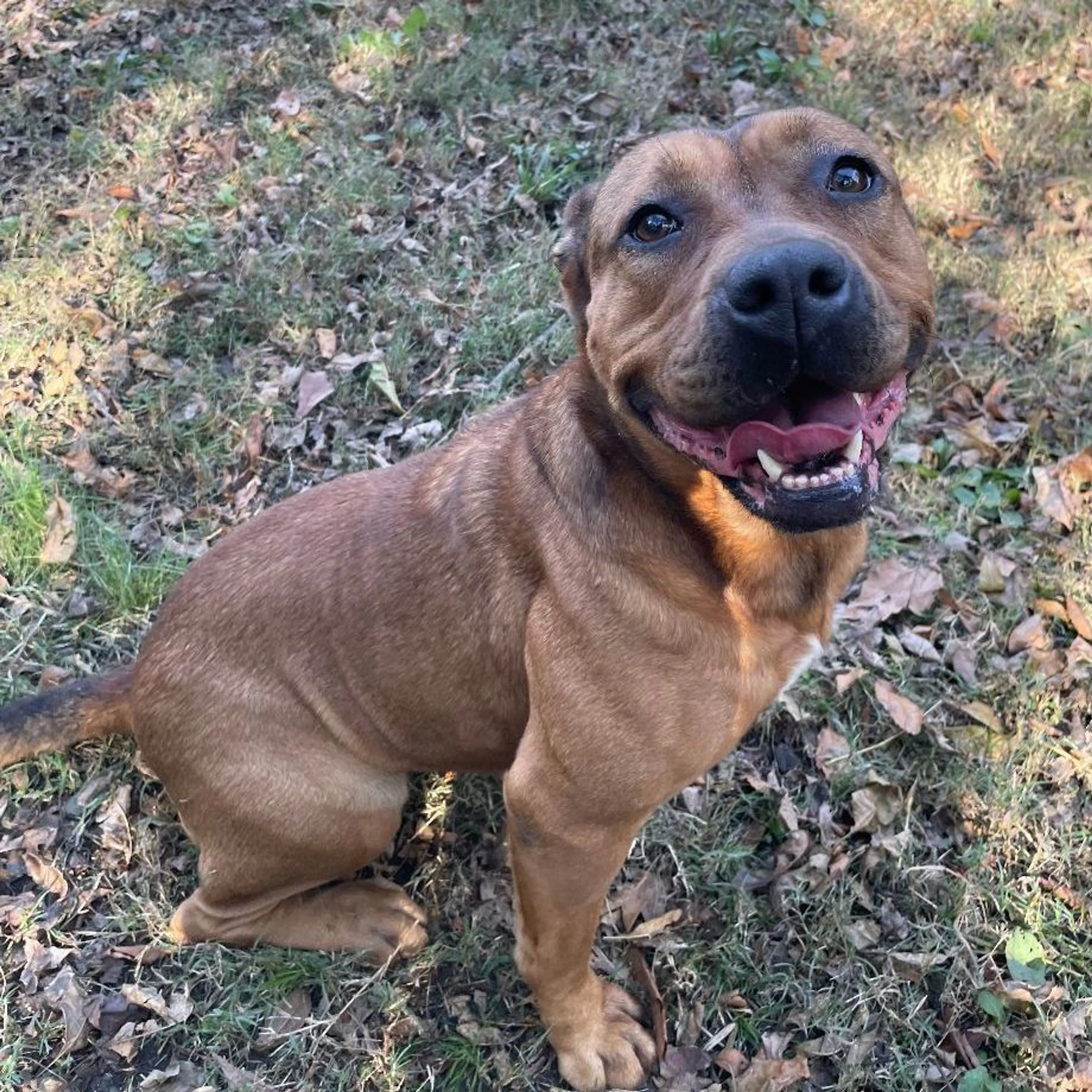 Found pet-5