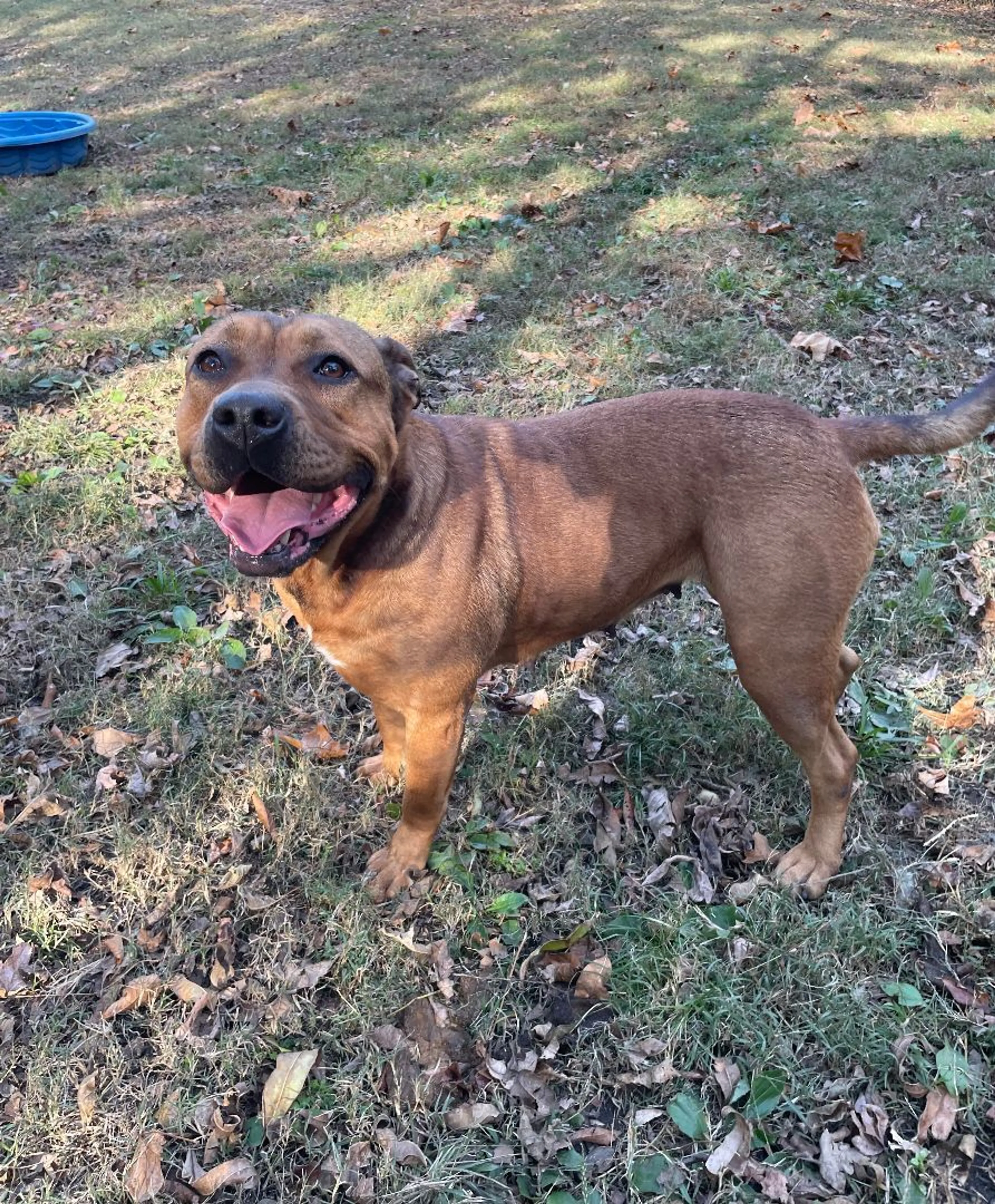 Found pet-2