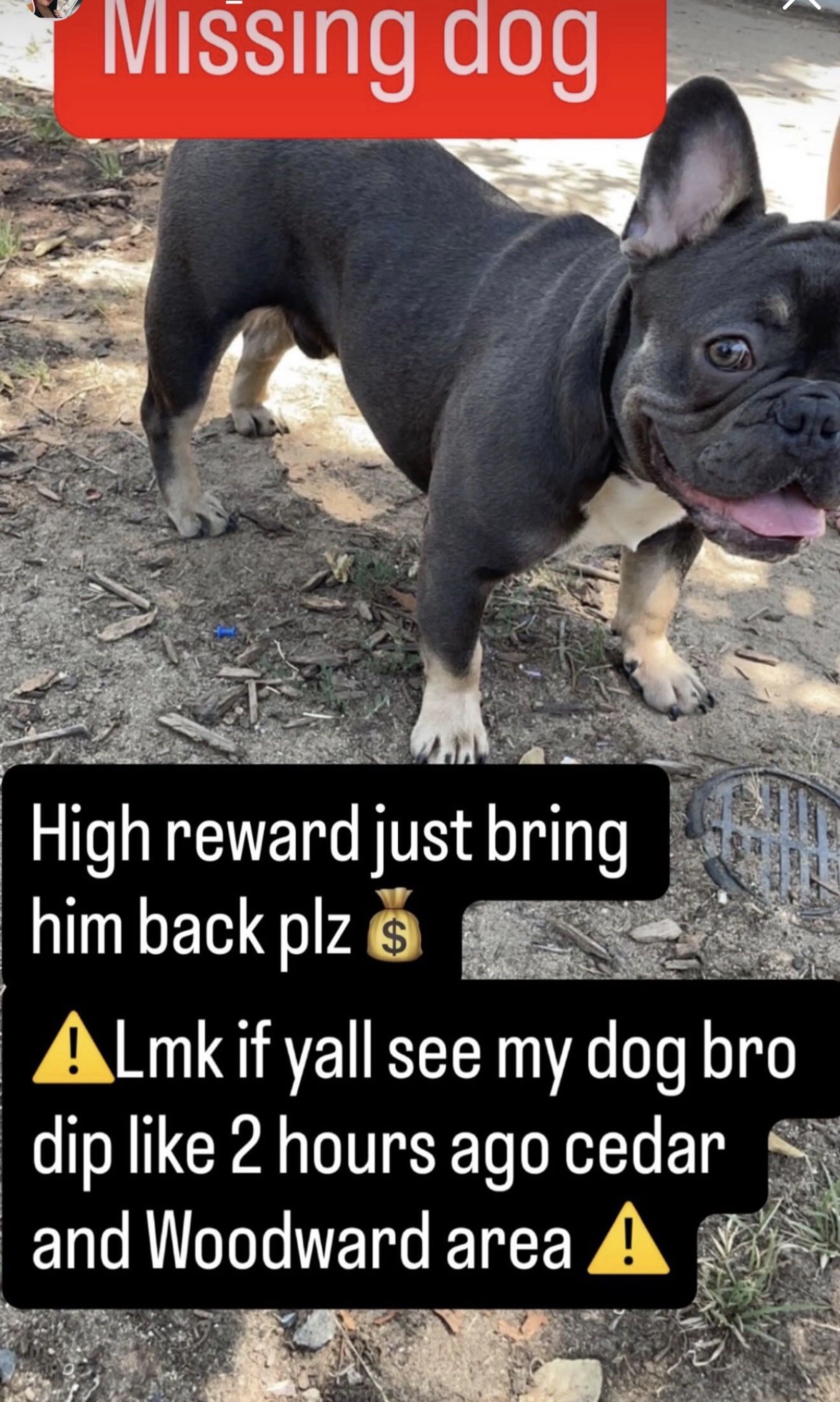 Lost pet-1
