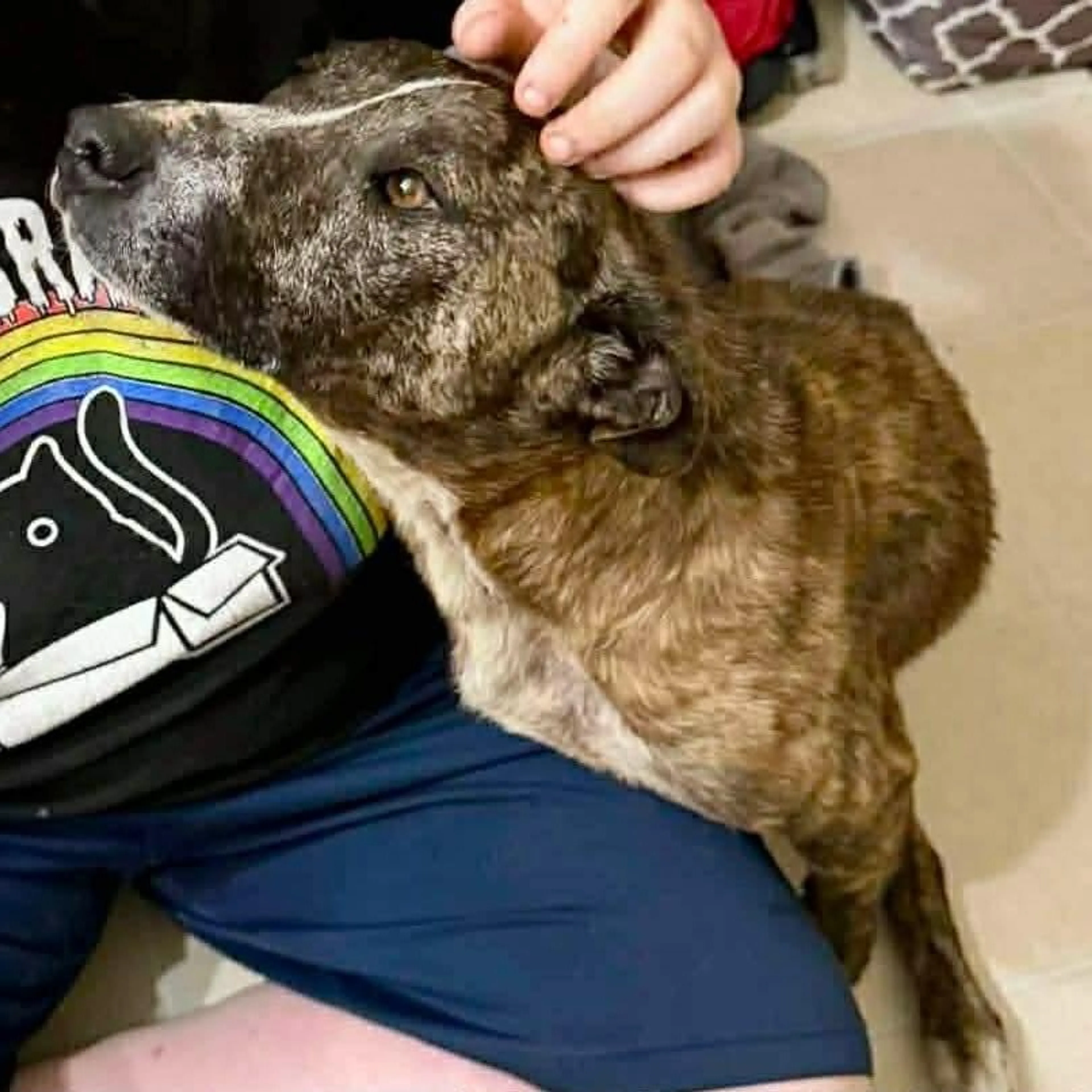 Found pet-1