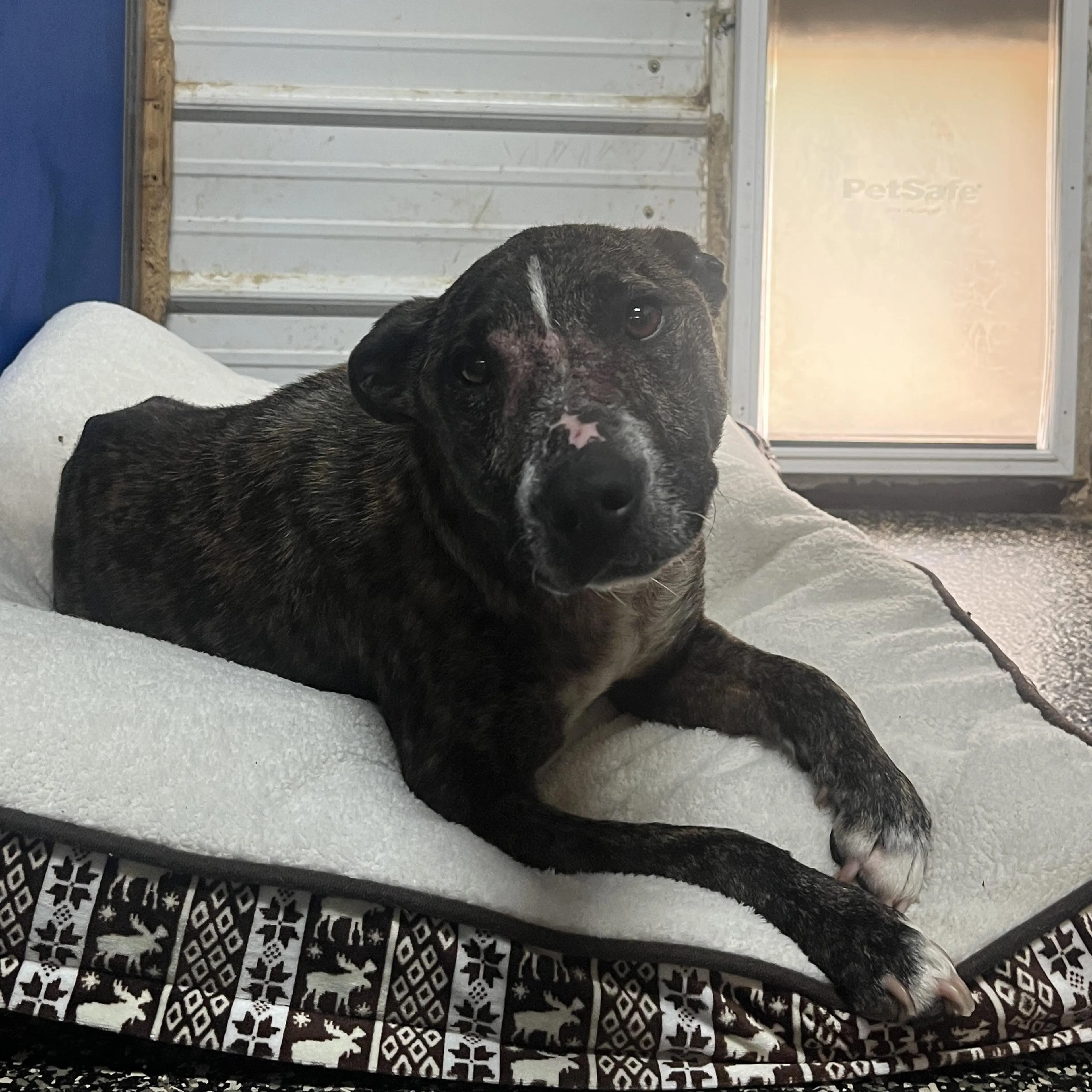 Found pet-2