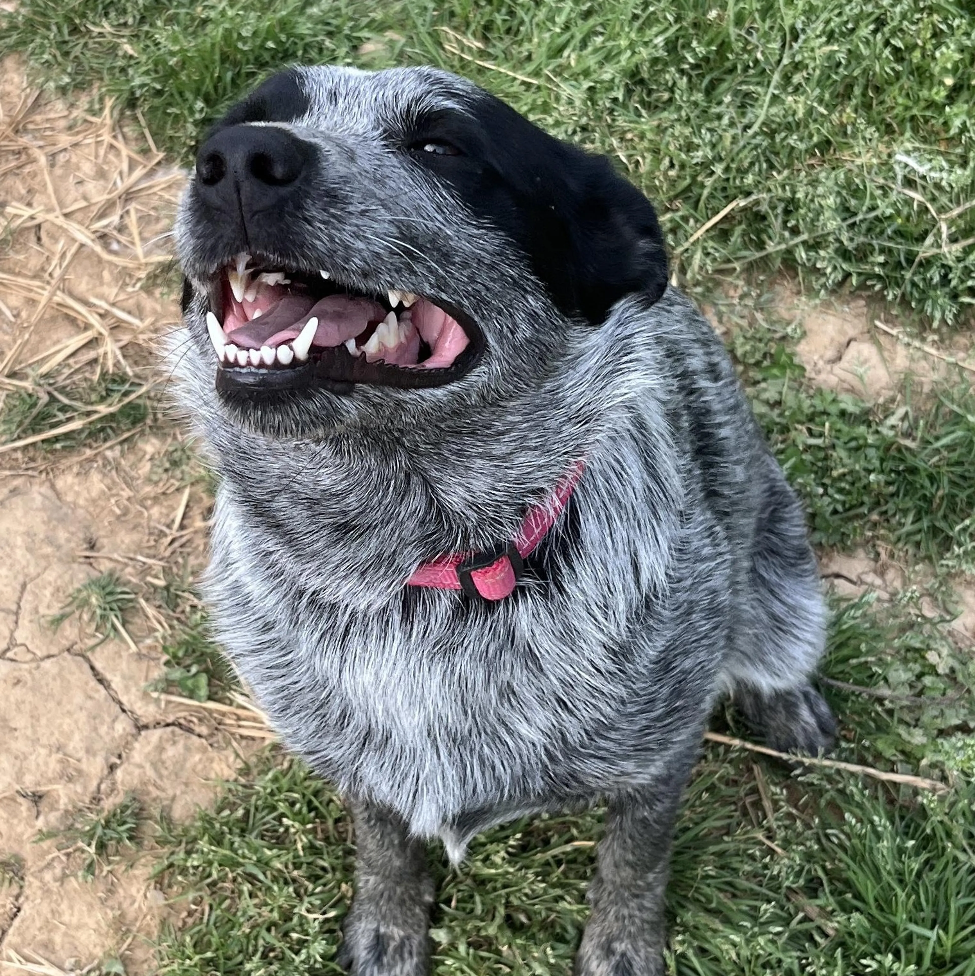 Found pet-1