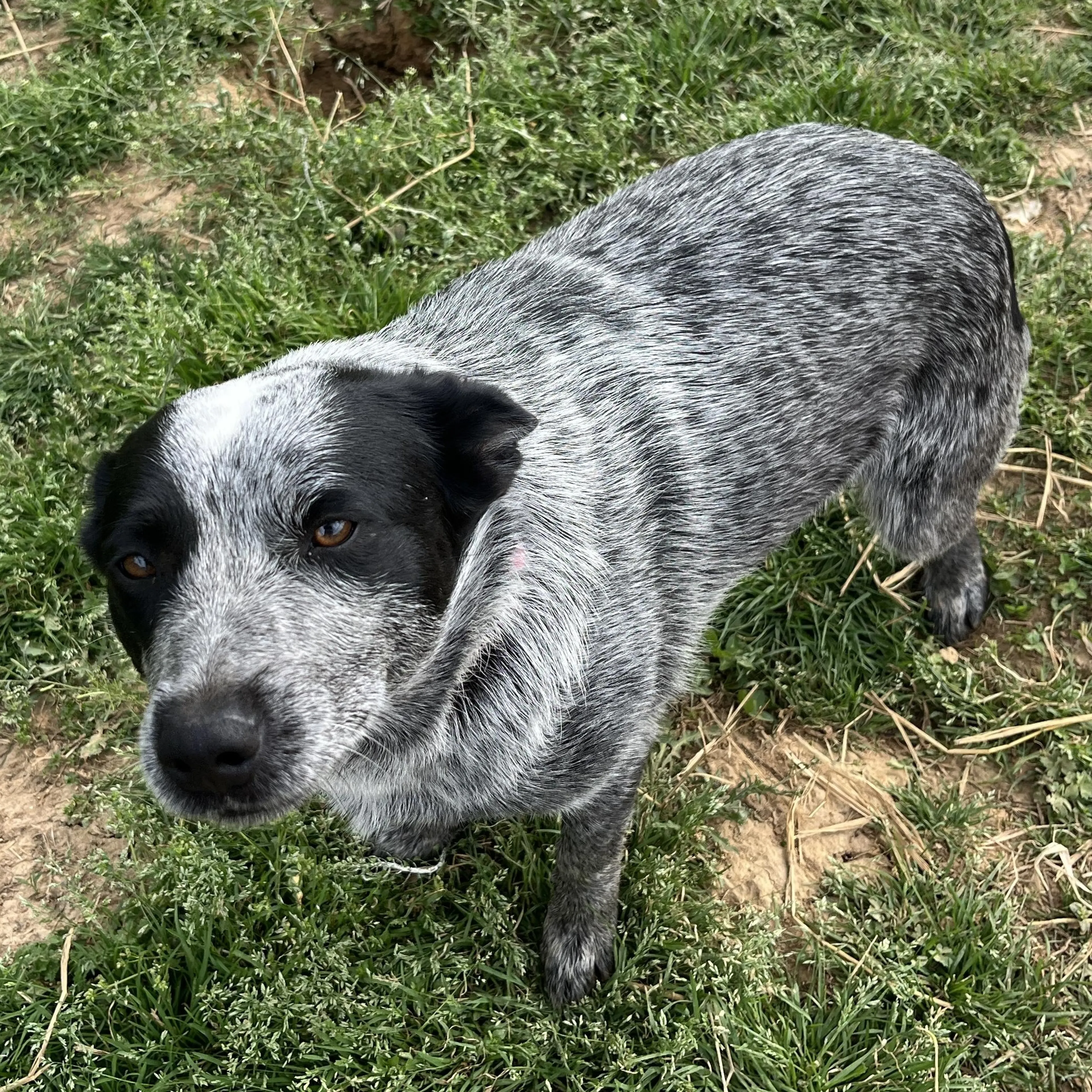 Found pet-2
