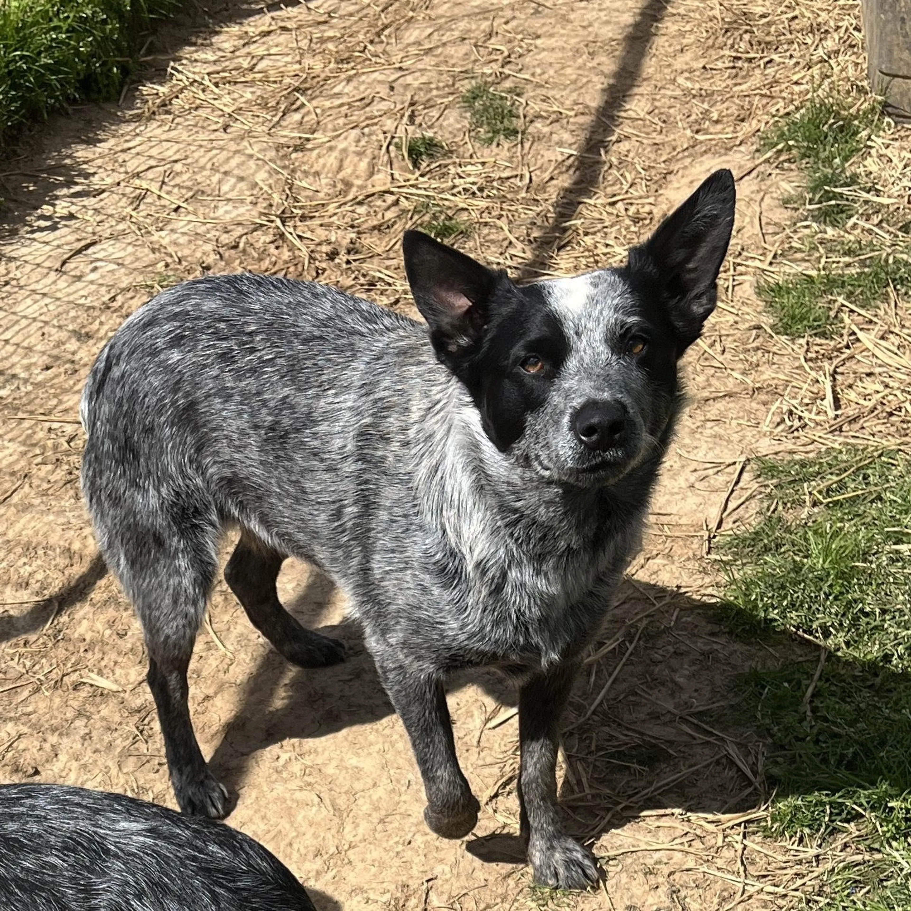 Found pet-0
