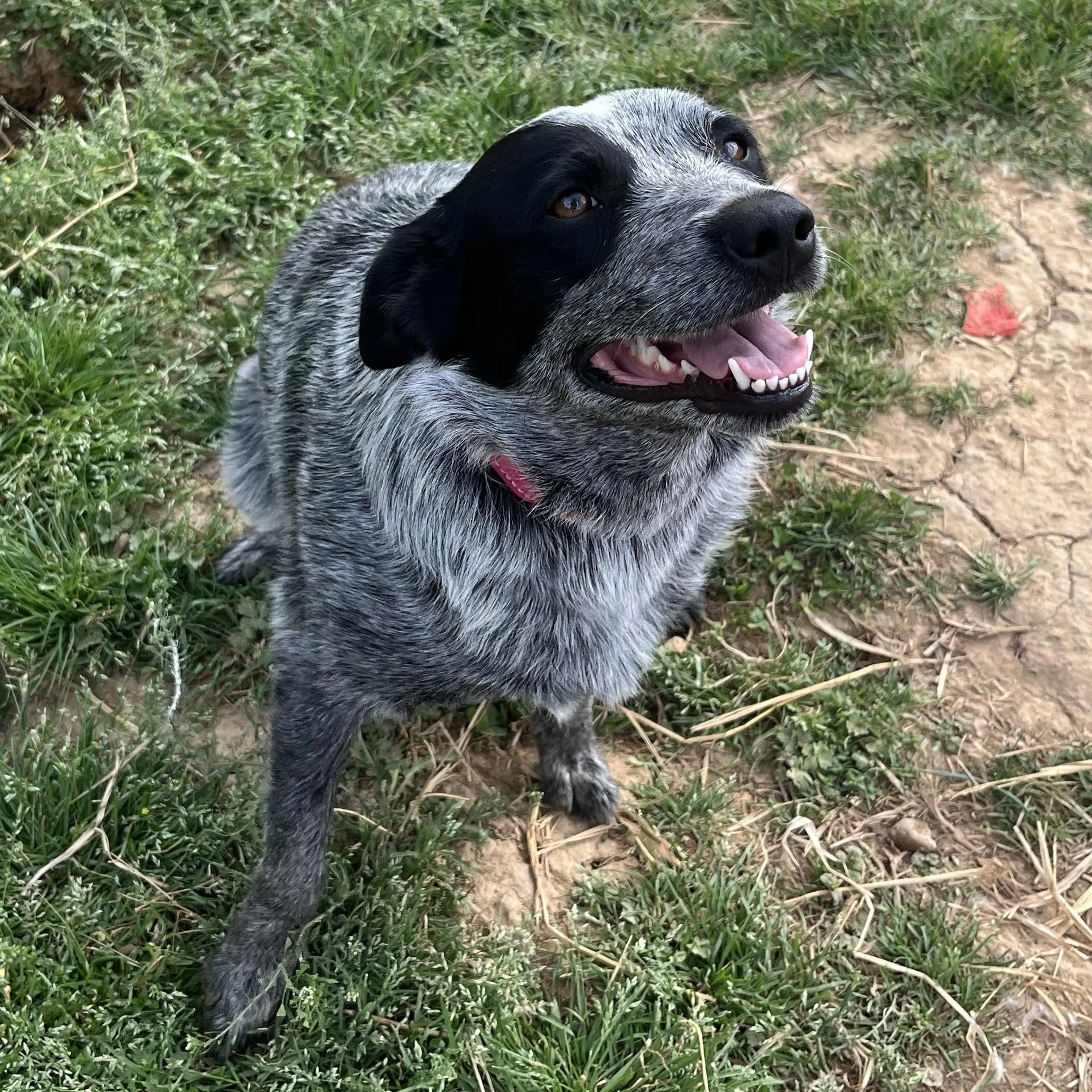 Found pet-3