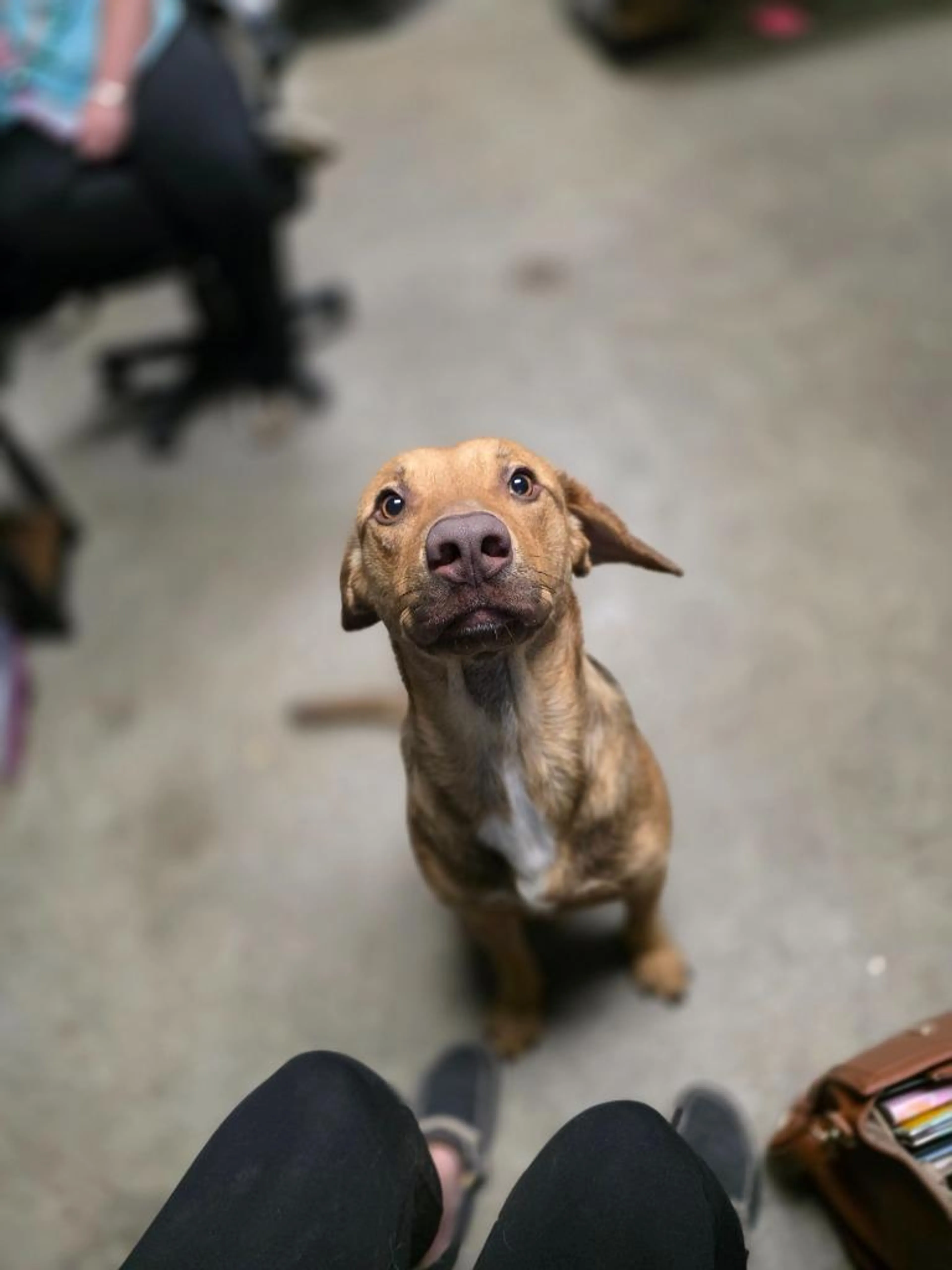 Found pet-4