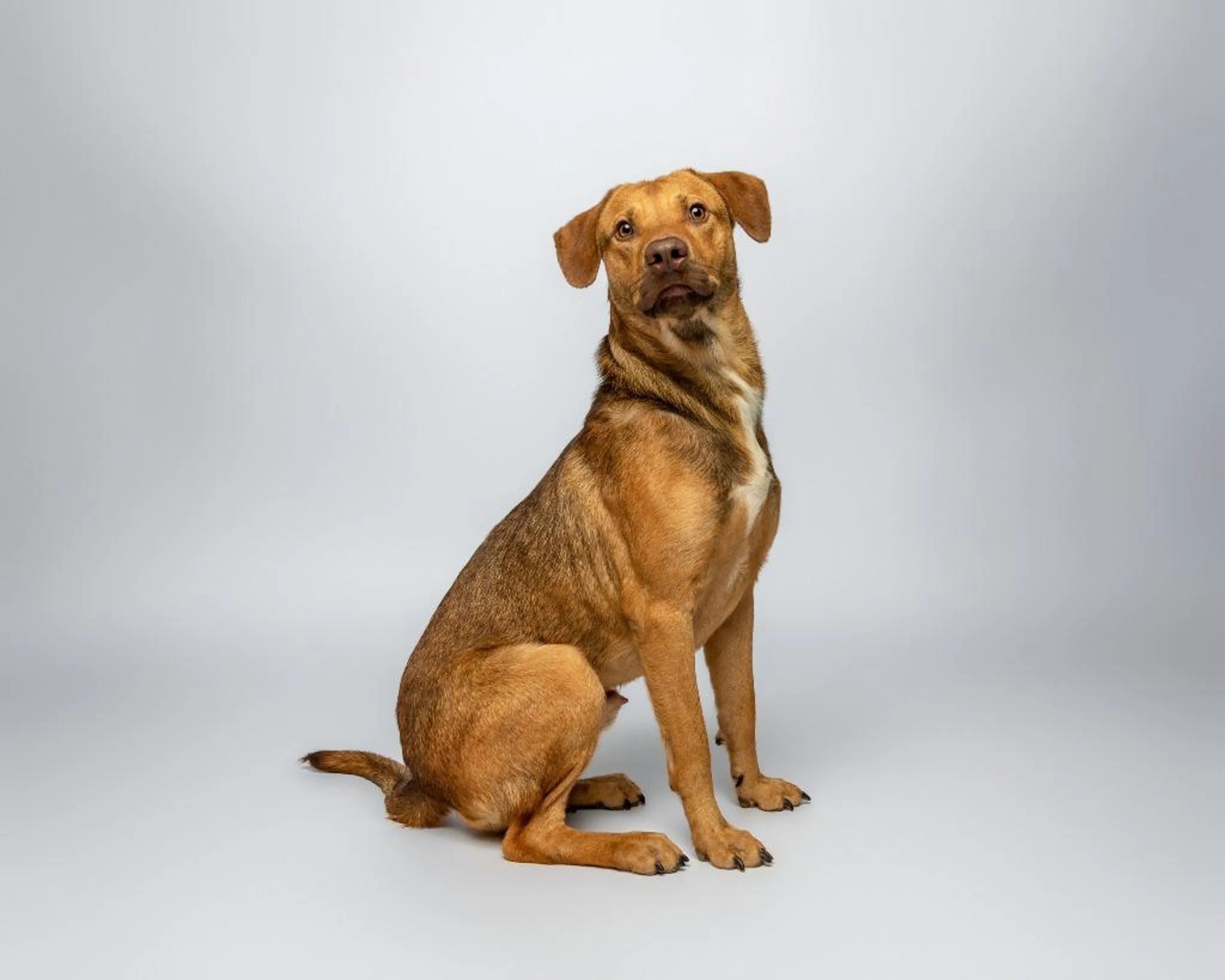 Found pet-1