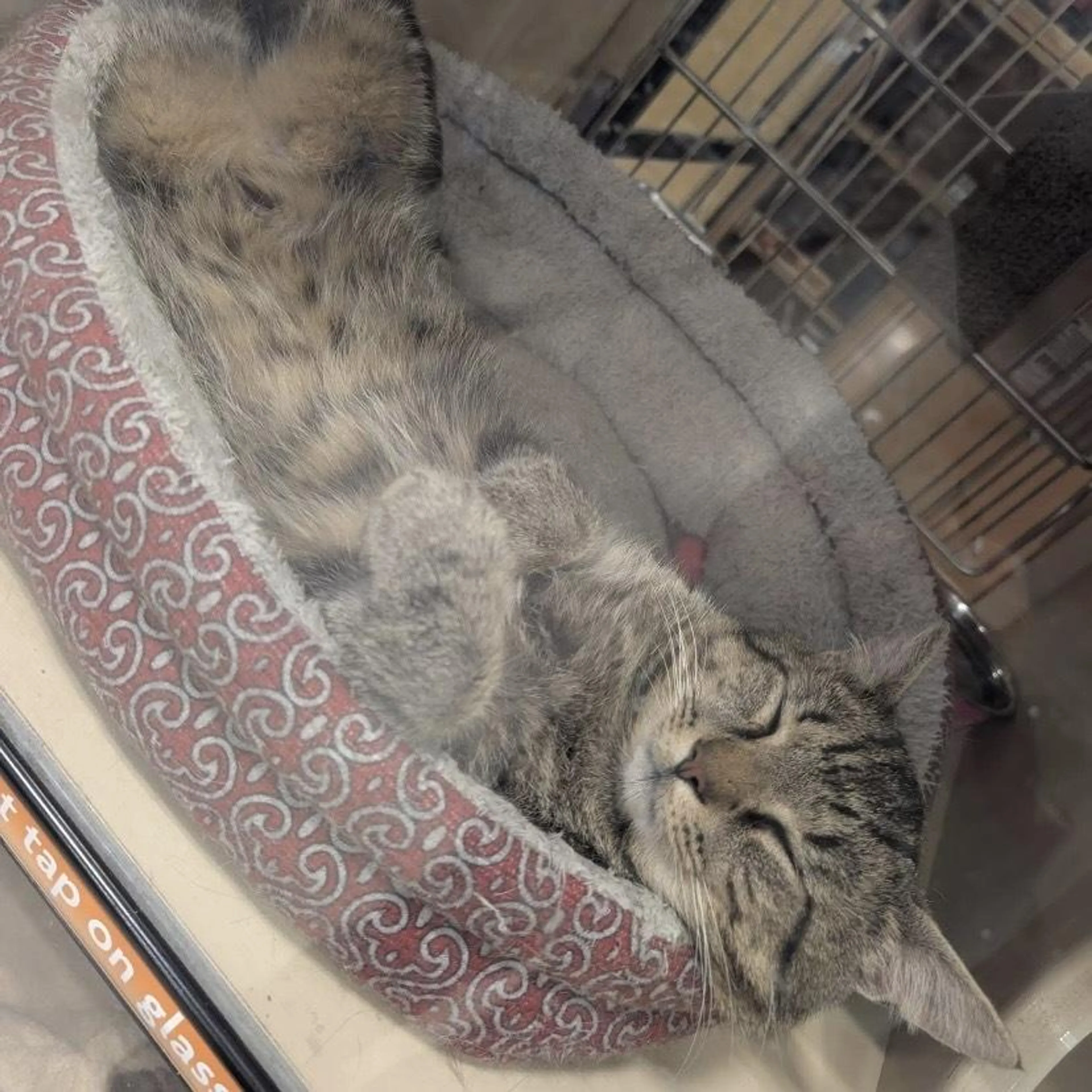 Found pet-1