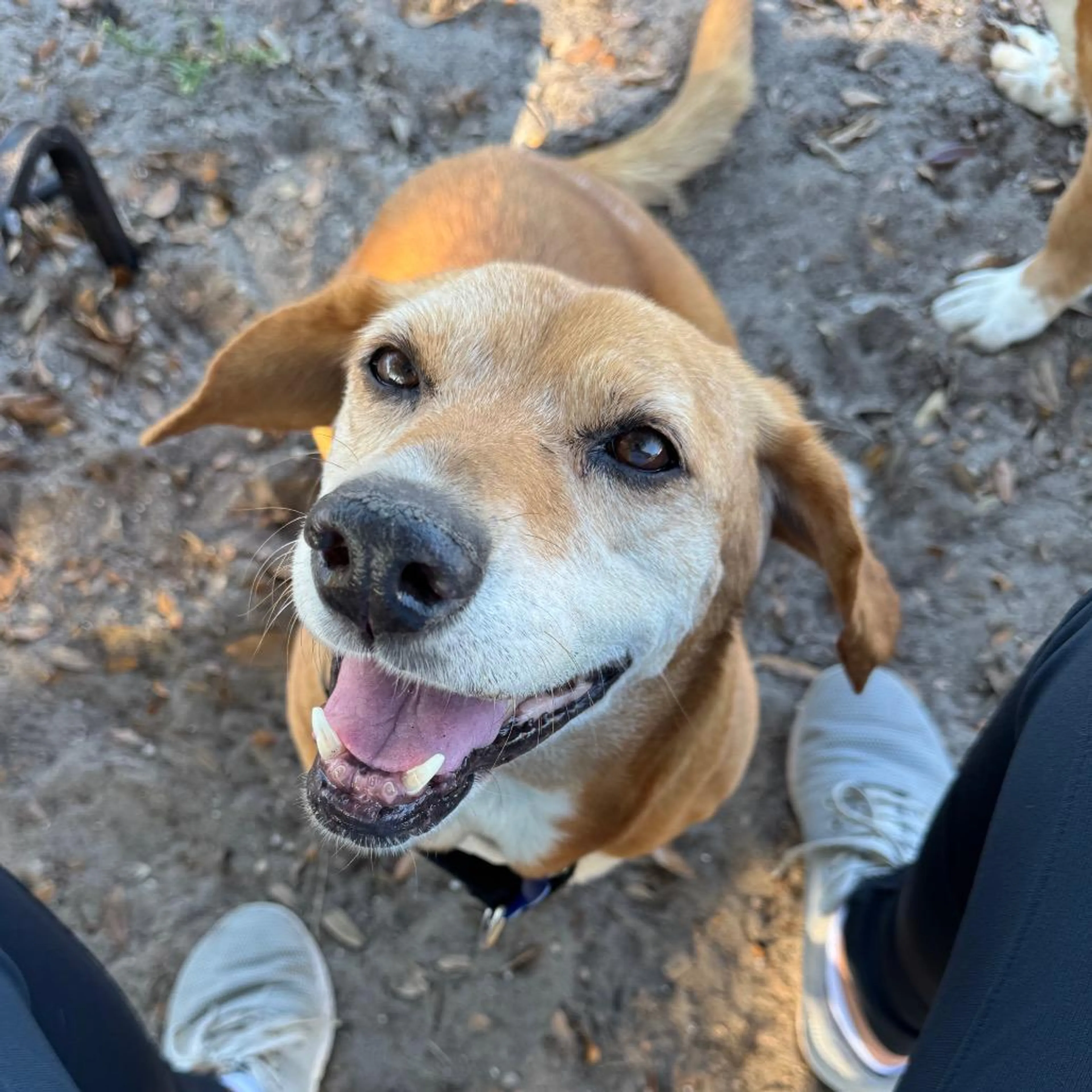 Found pet-1