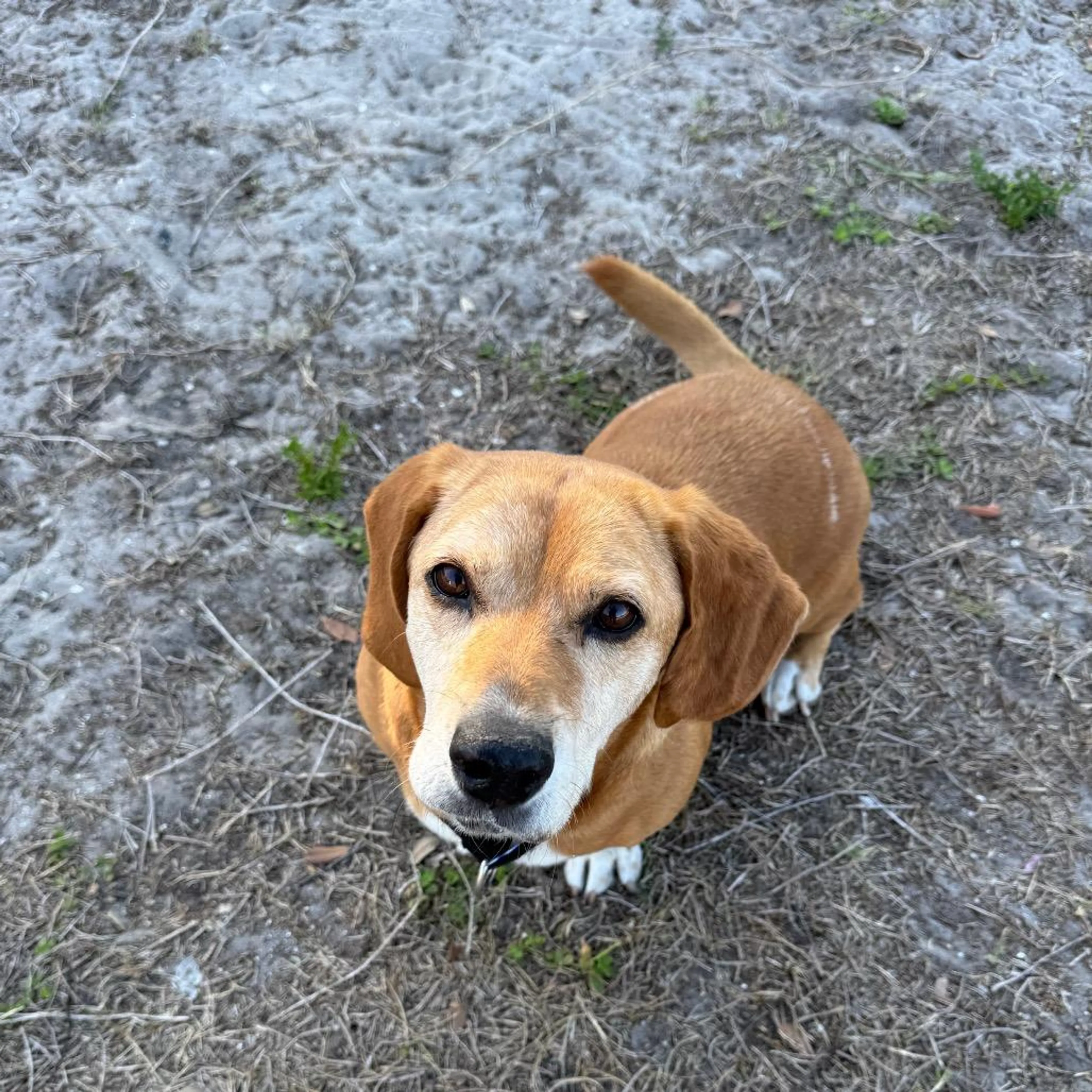 Found pet-2