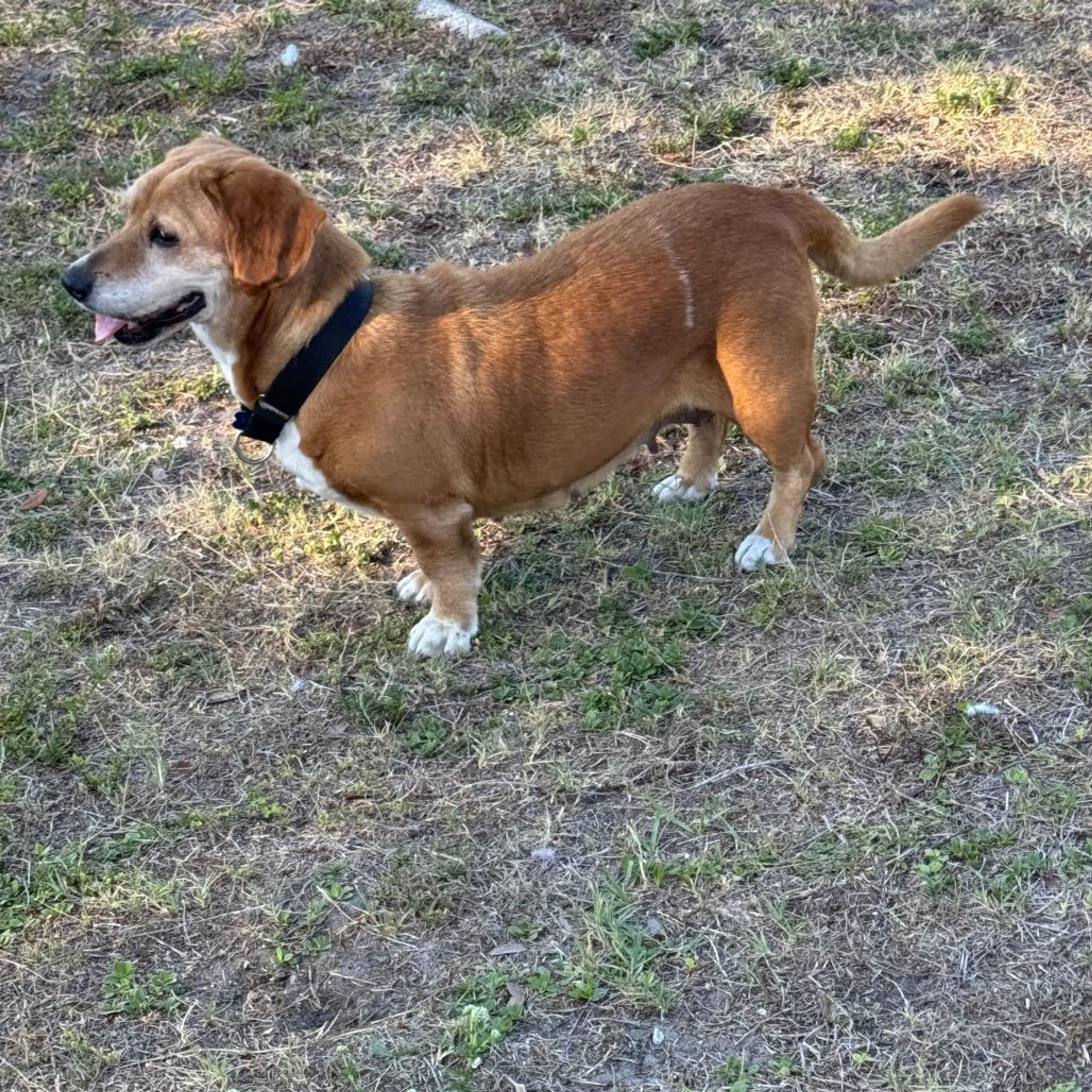 Found pet-3