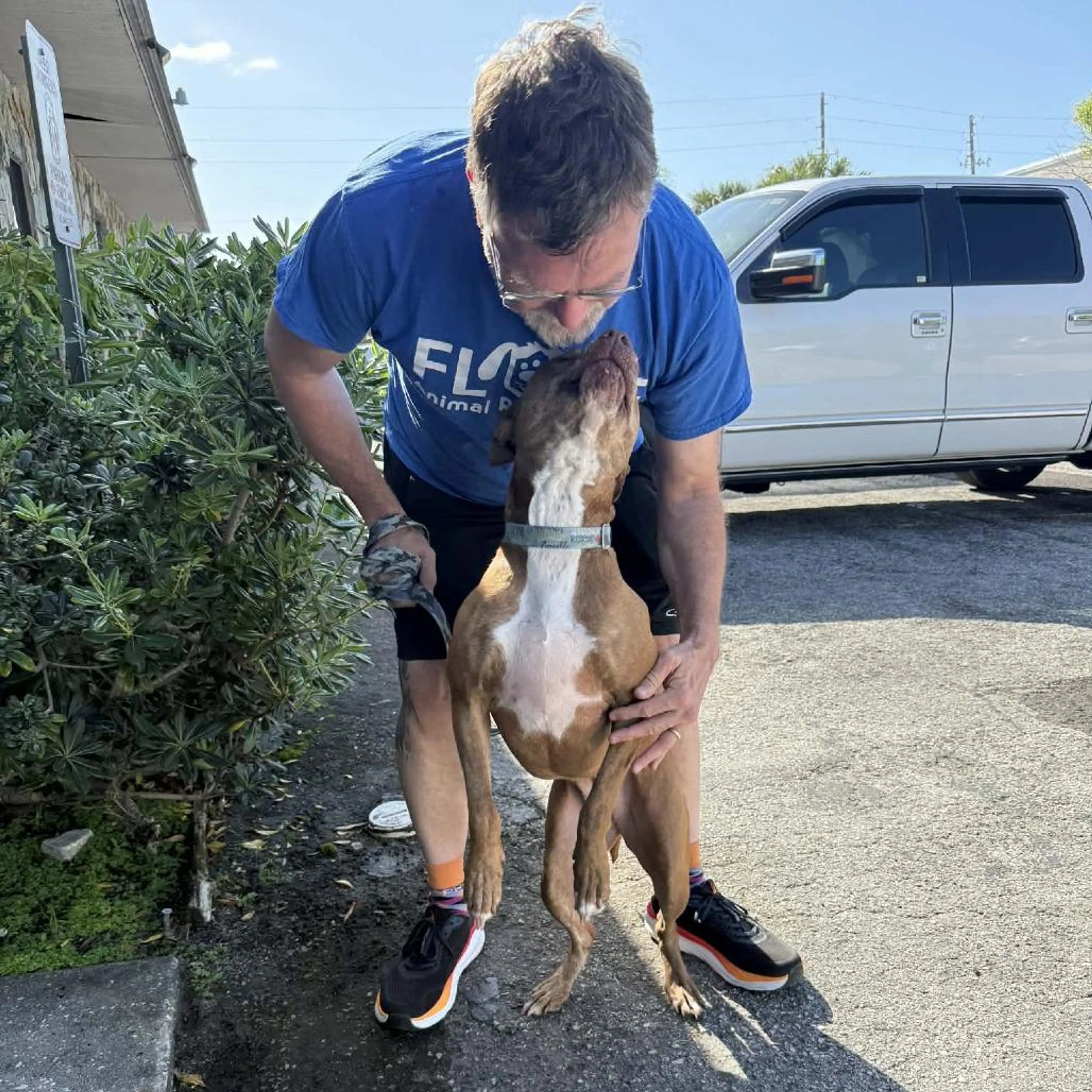 Found pet-3