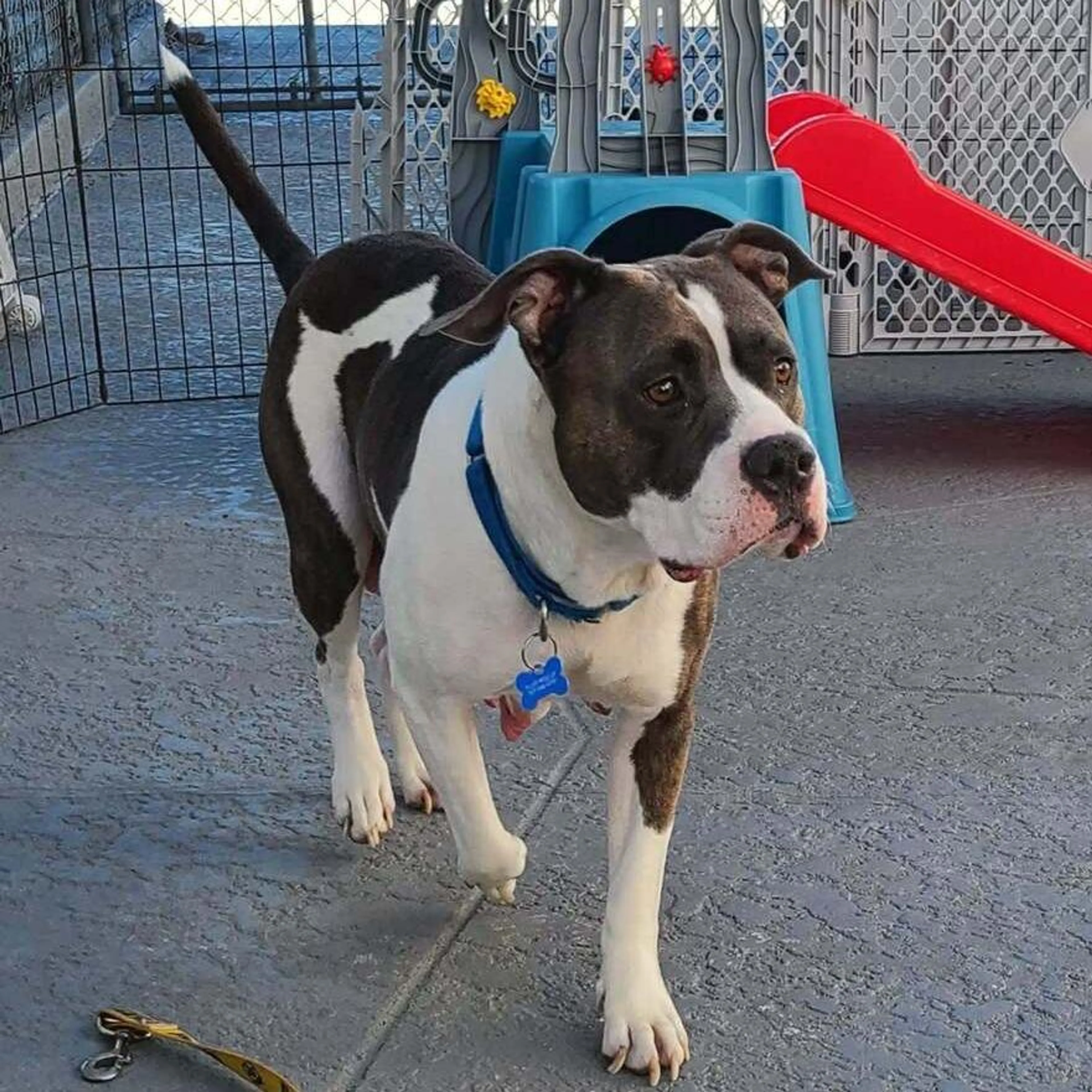 Found pet-3