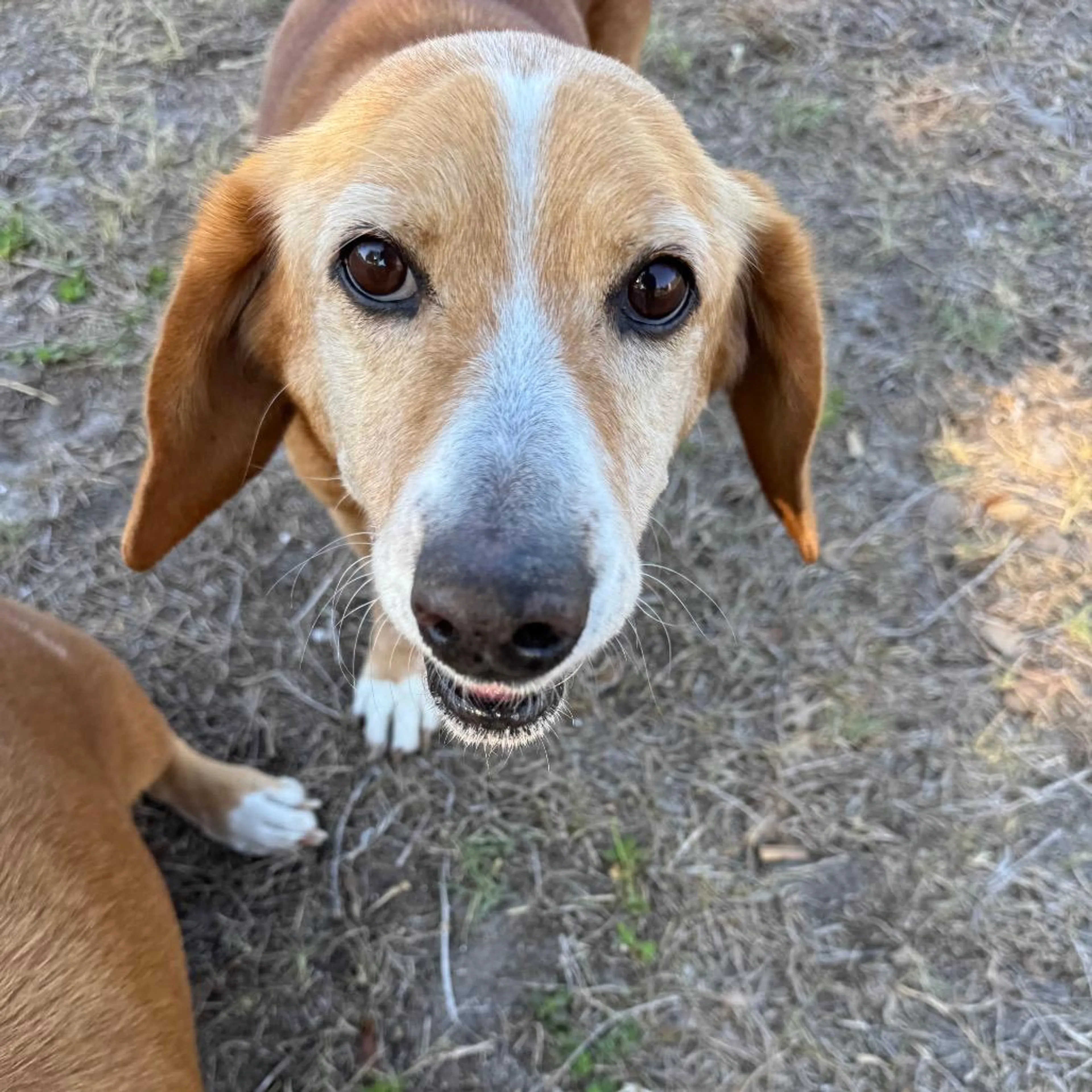 Found pet-0