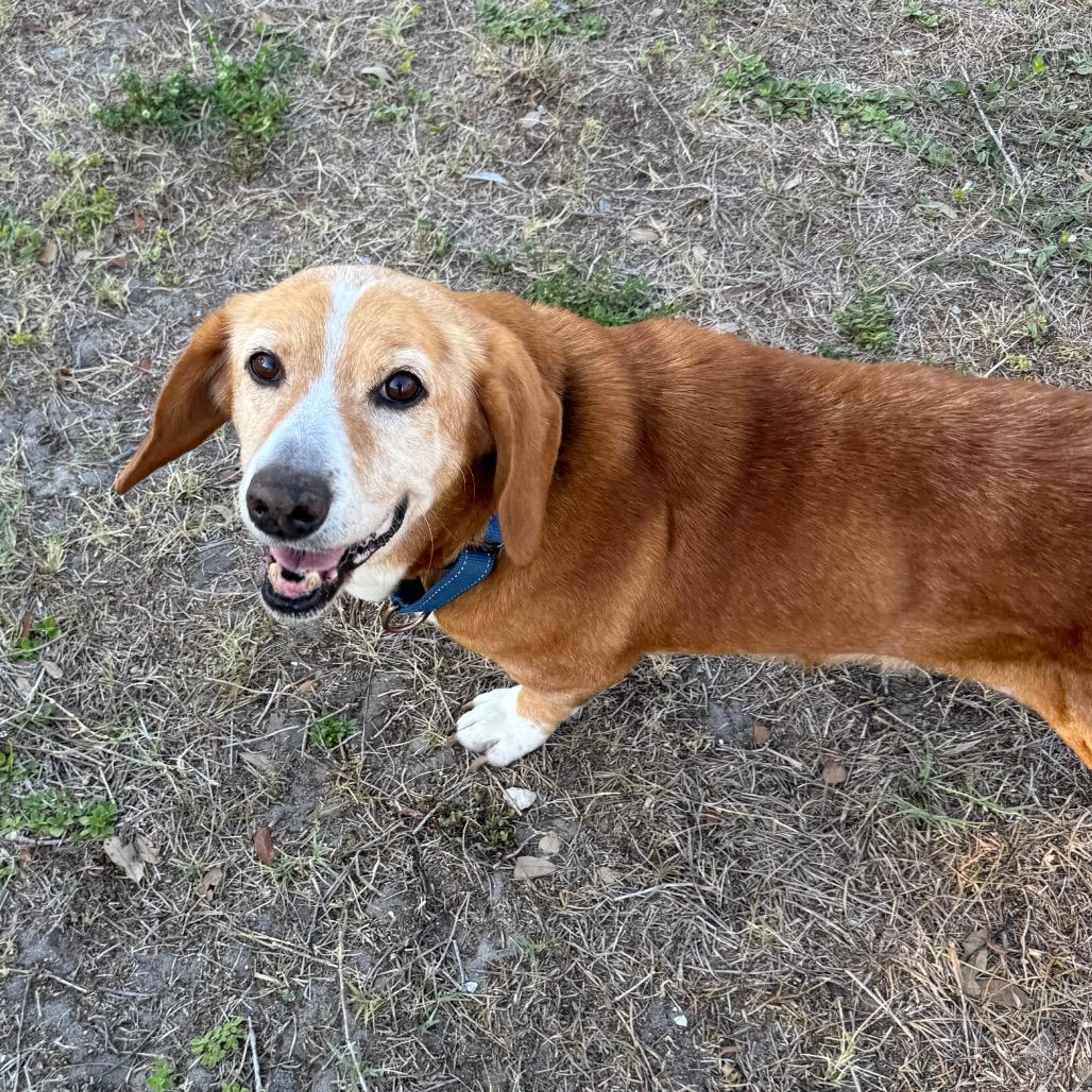 Found pet-1