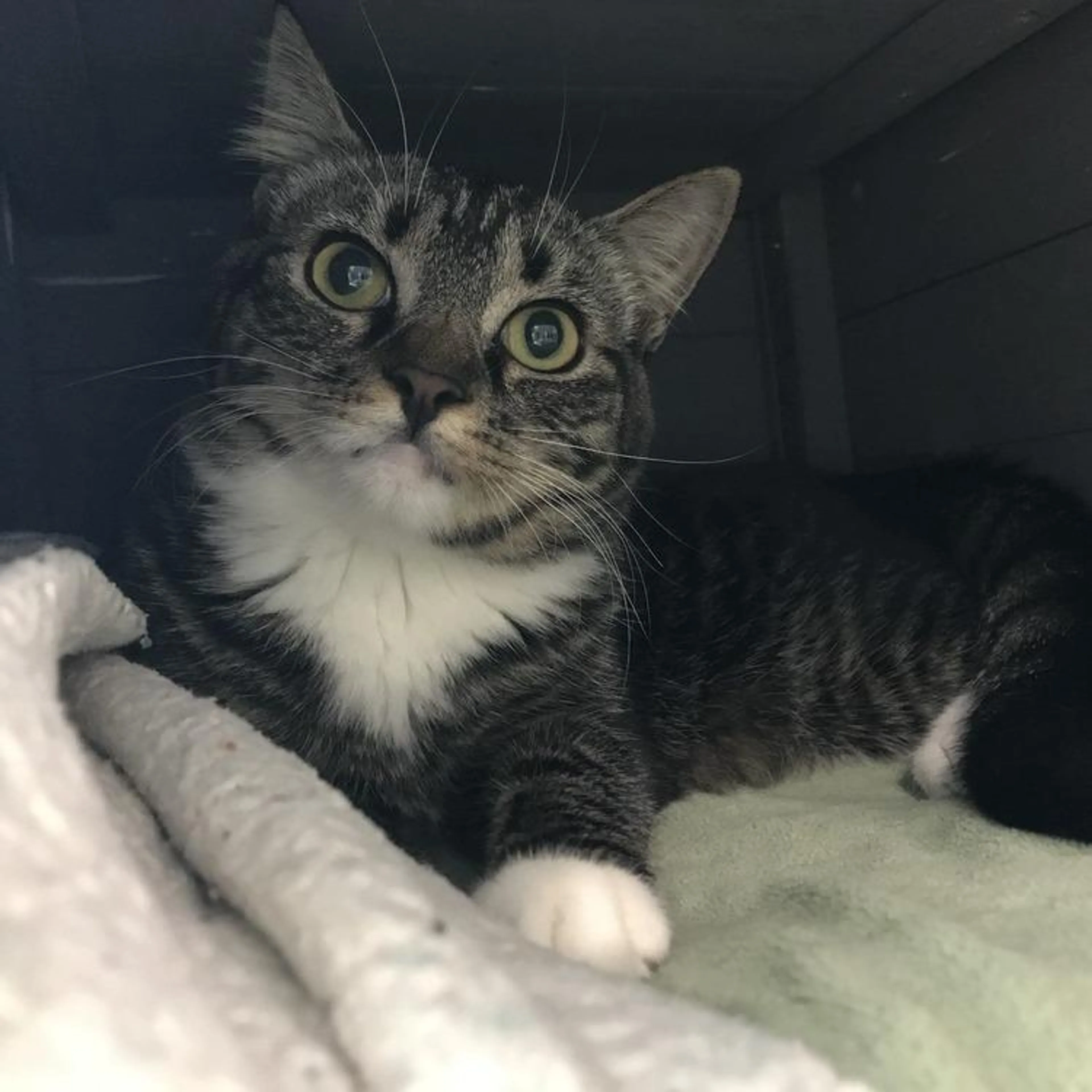 Found pet-3