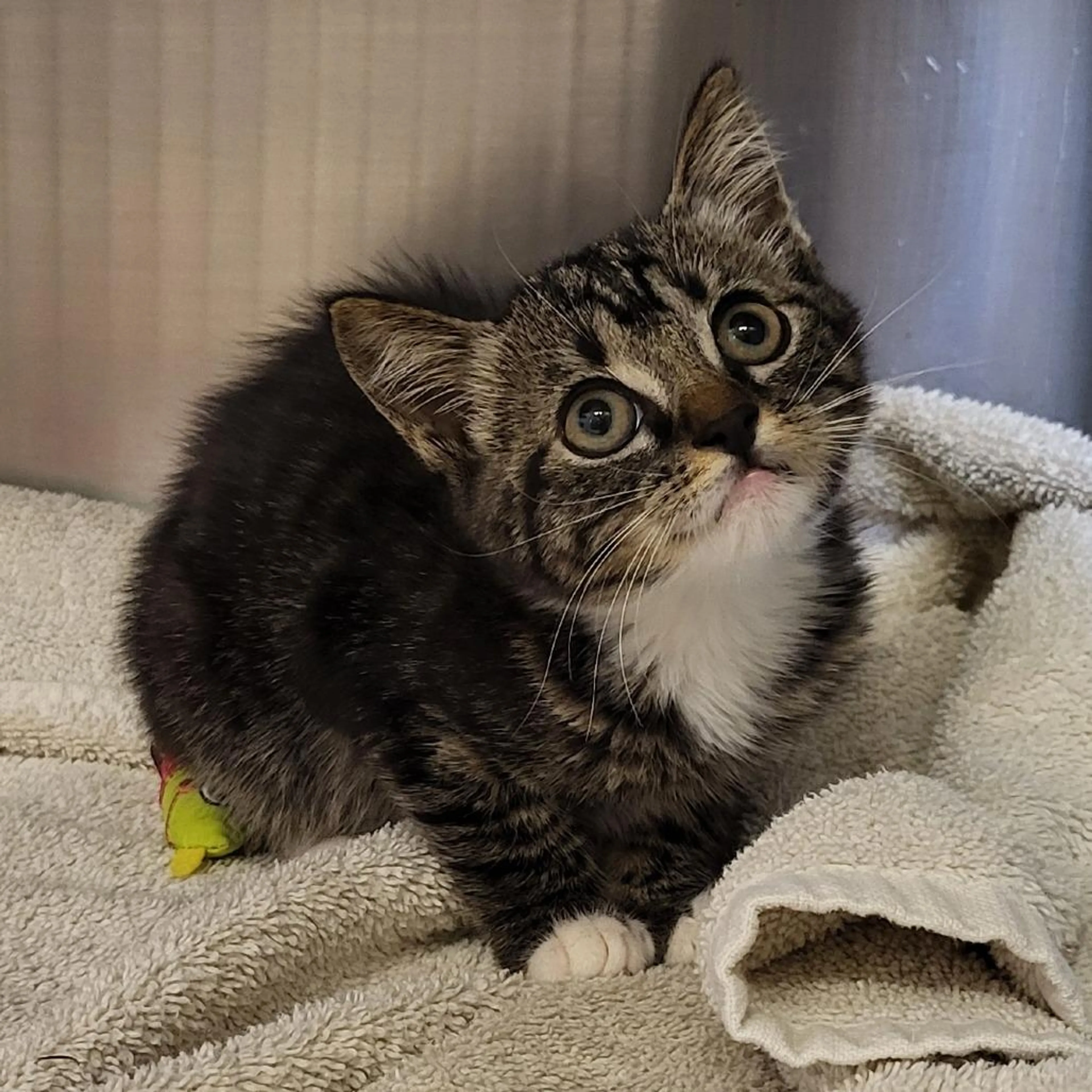 Found pet-1