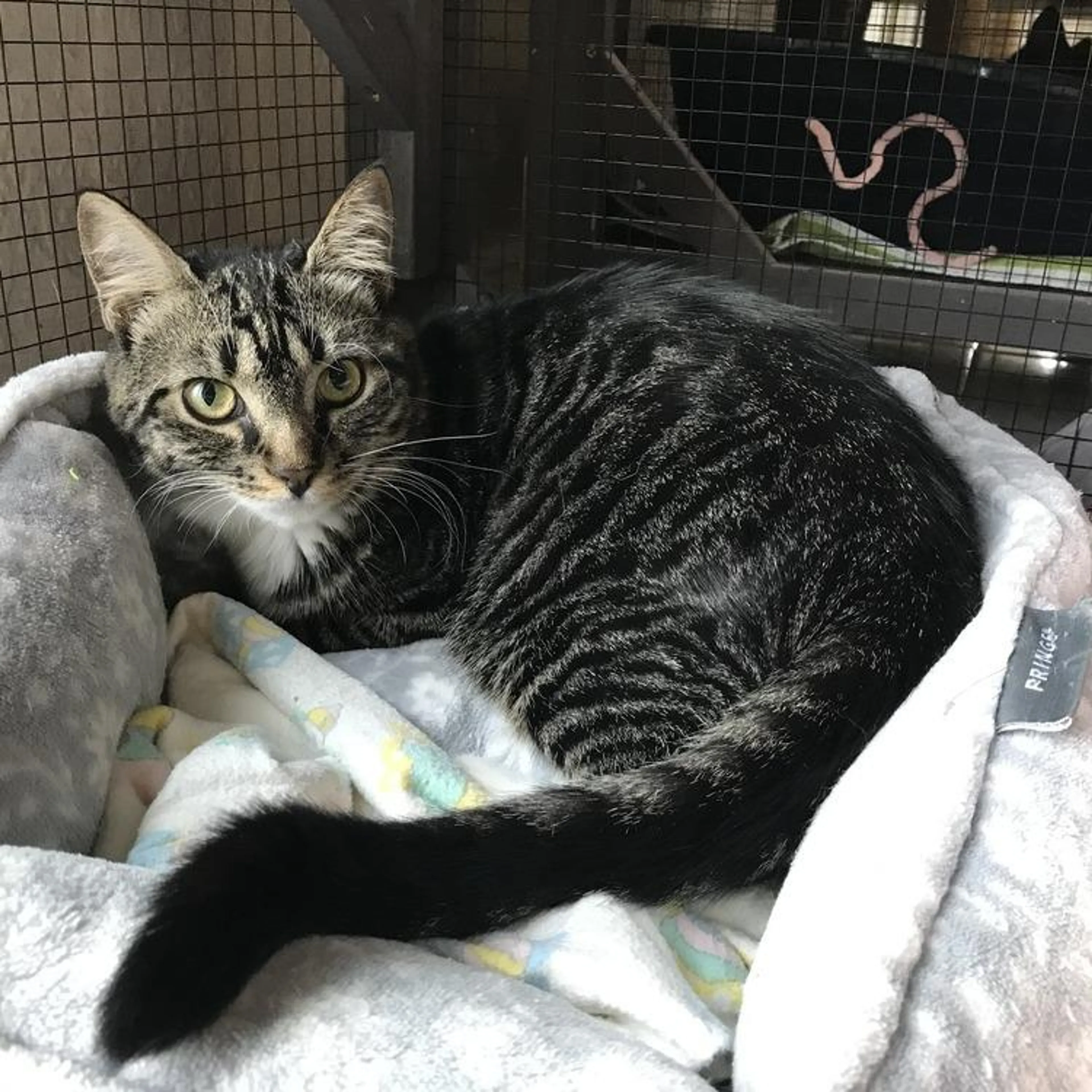 Found pet-2