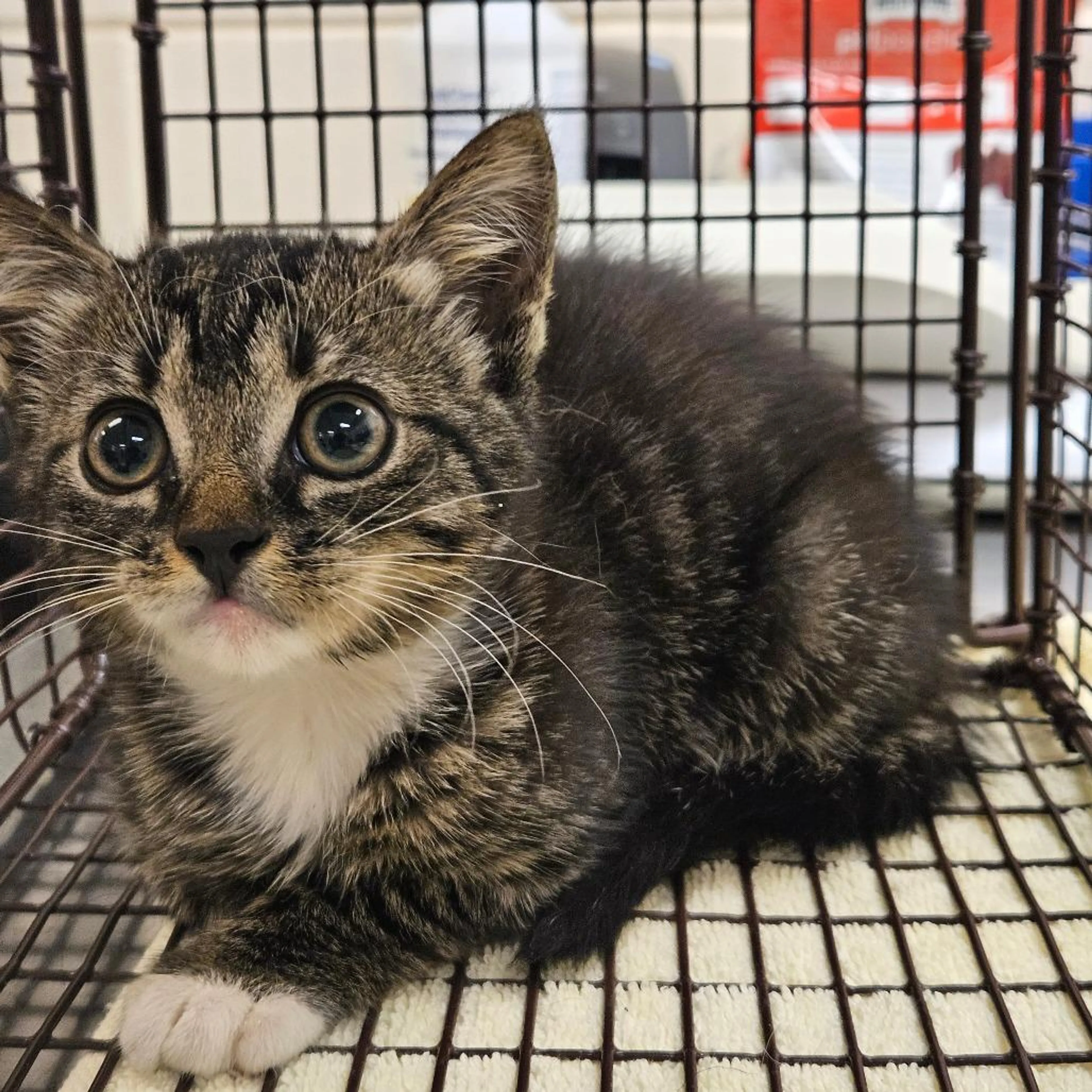 Found pet-4