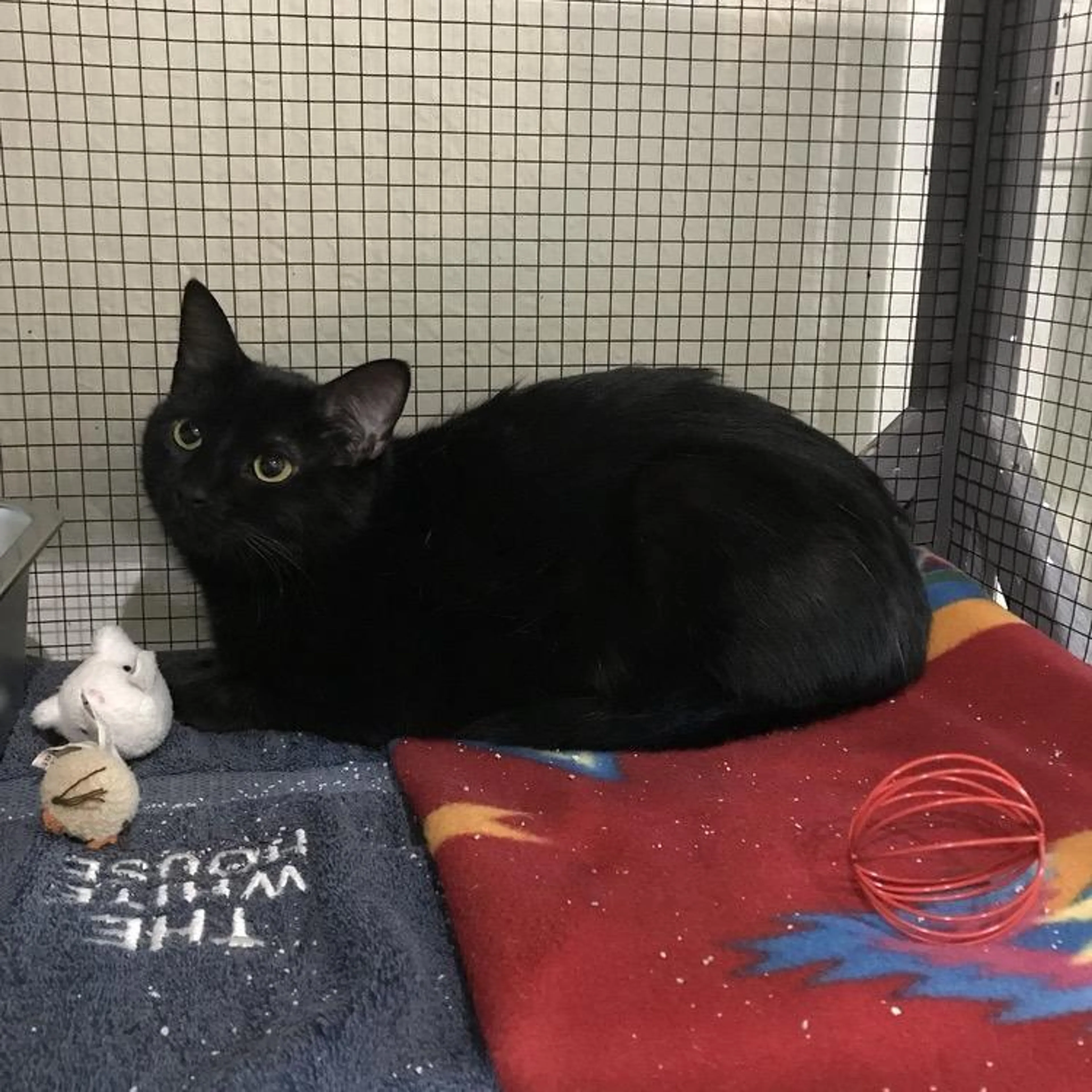 Found pet