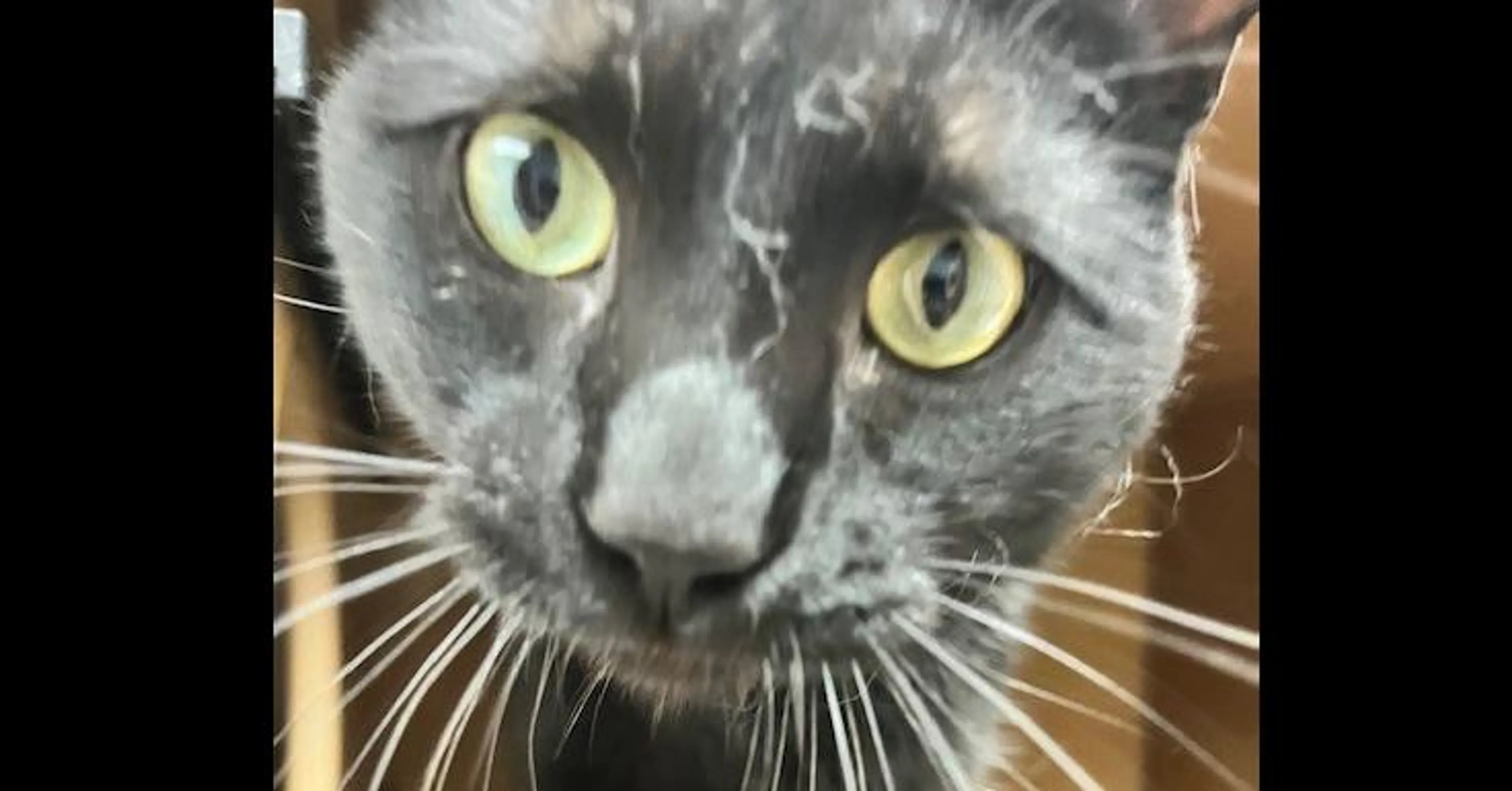 Found pet
