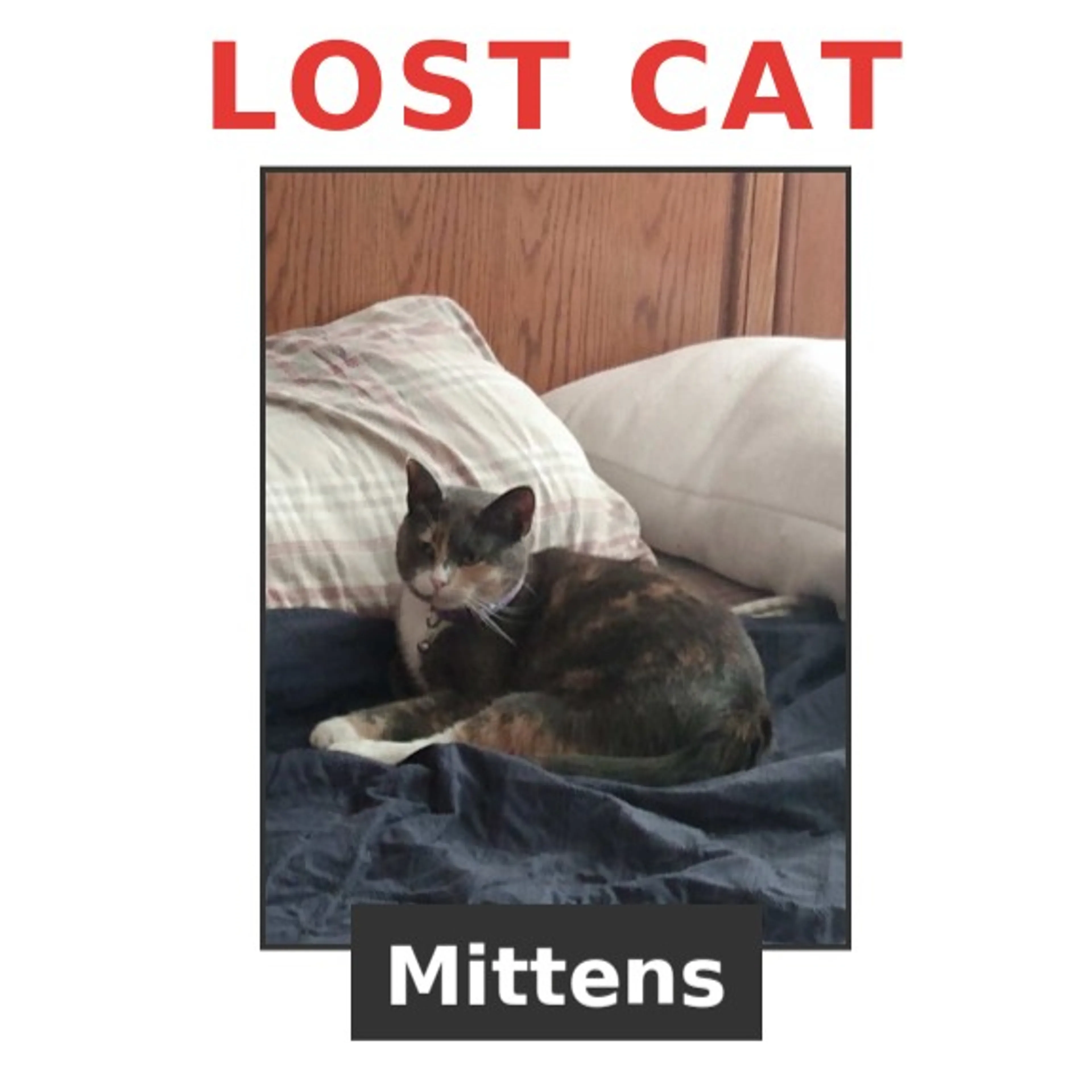 Lost pet-2